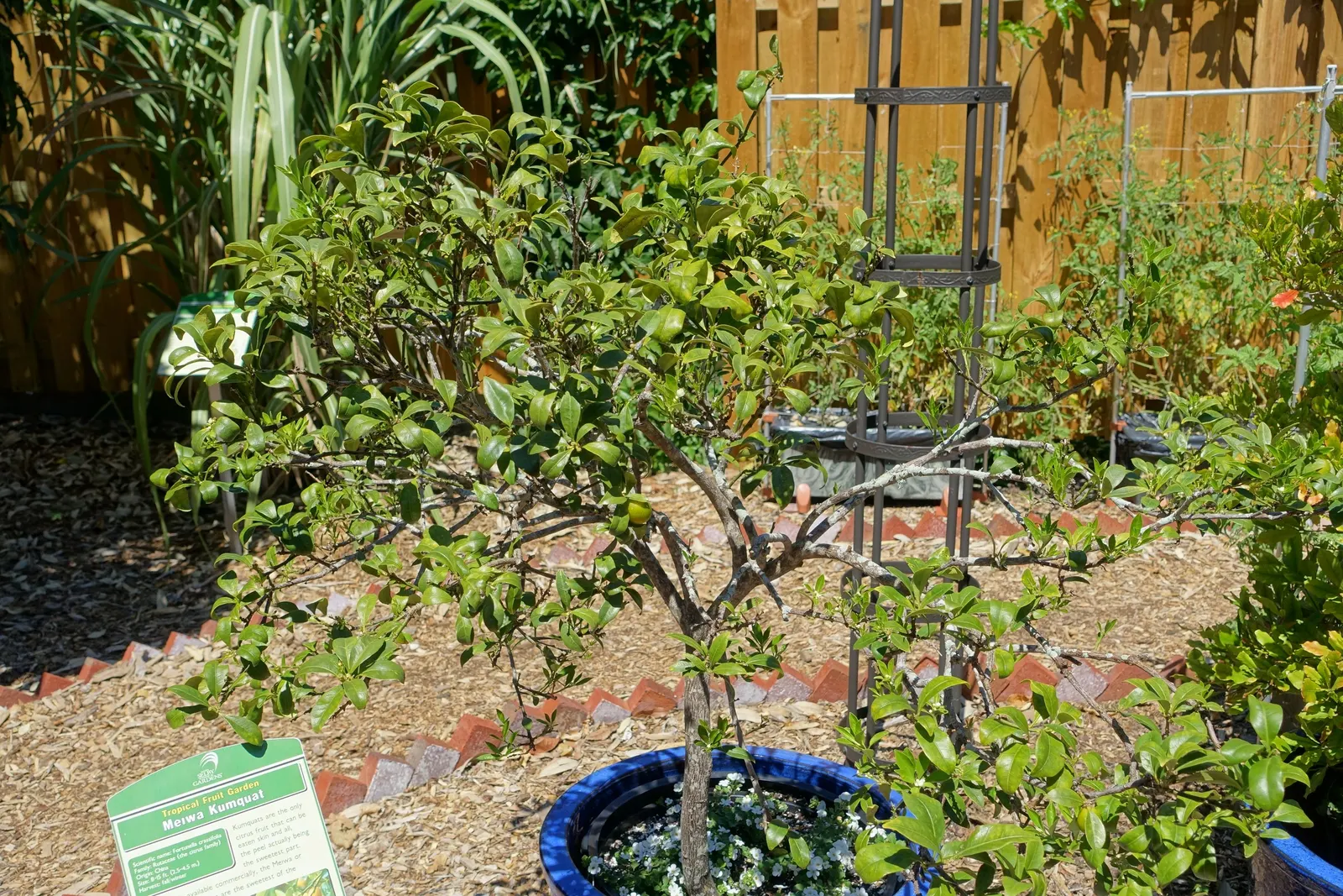 Kumquat (Citrus Dwarf Kumquat) — ornamental citrus tree reaching heights of 8-15 feet