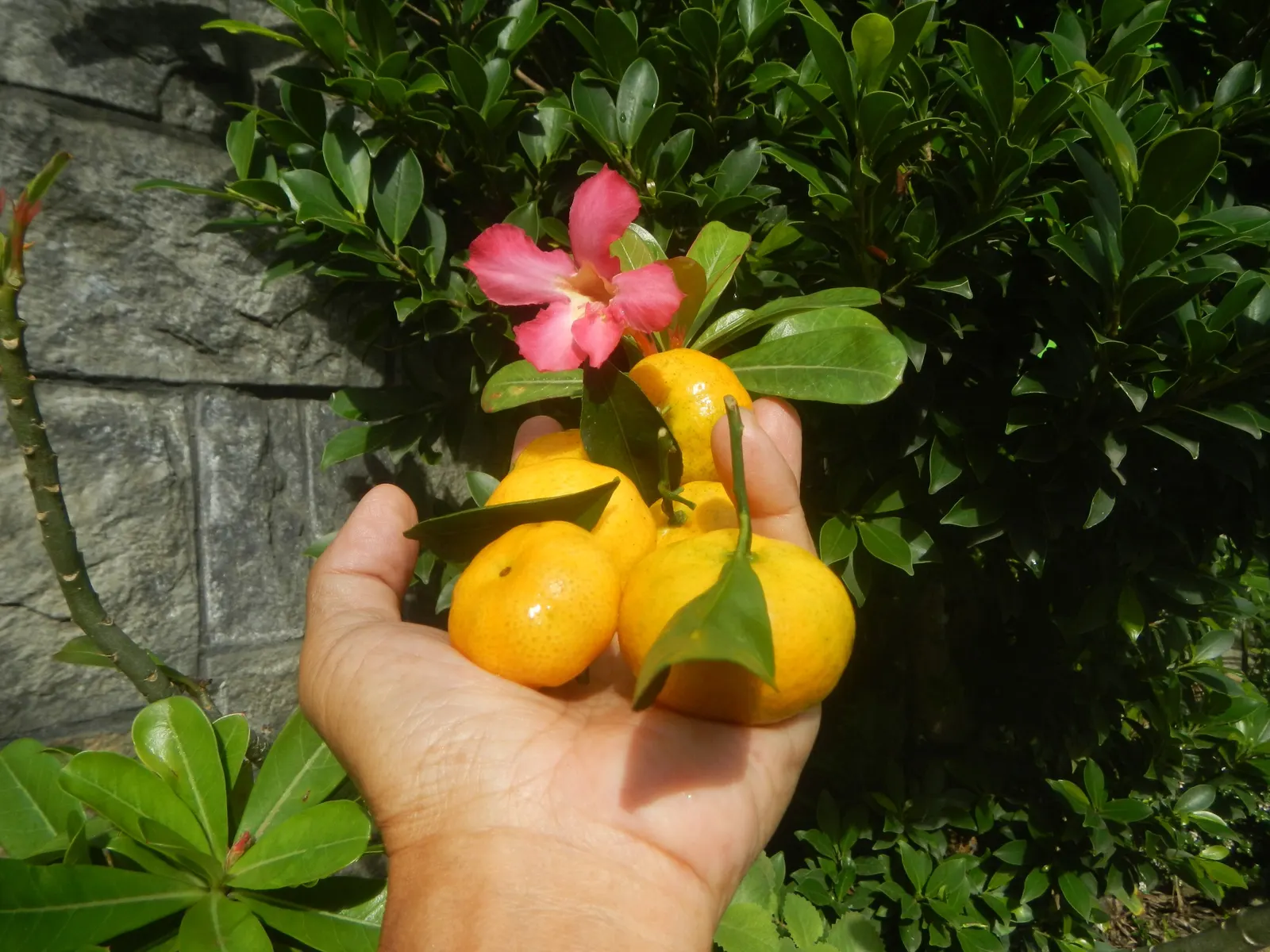 Kumquat (Citrus Dwarf Kumquat) — the Dwarf Kumquat creates a dense and bushy presentation