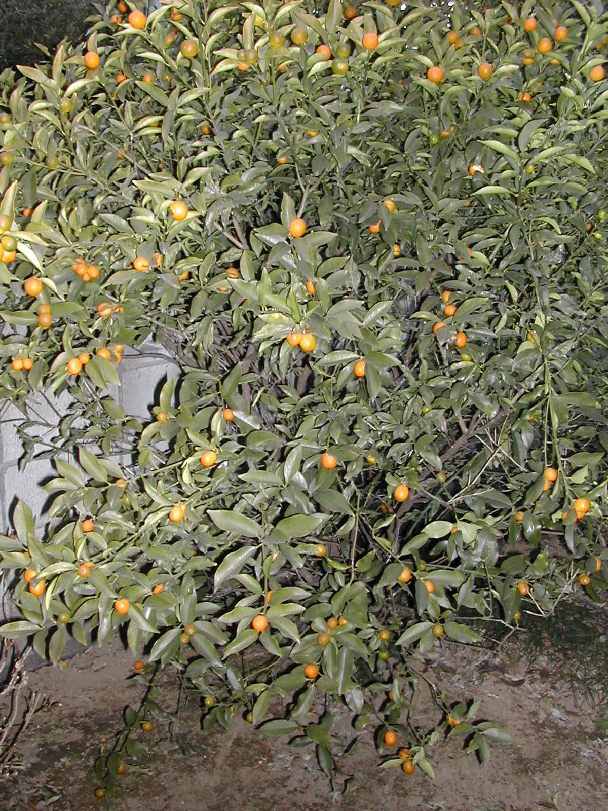 Kumquat (Citrus Dwarf Kumquat) — deep green leaves and fragrant