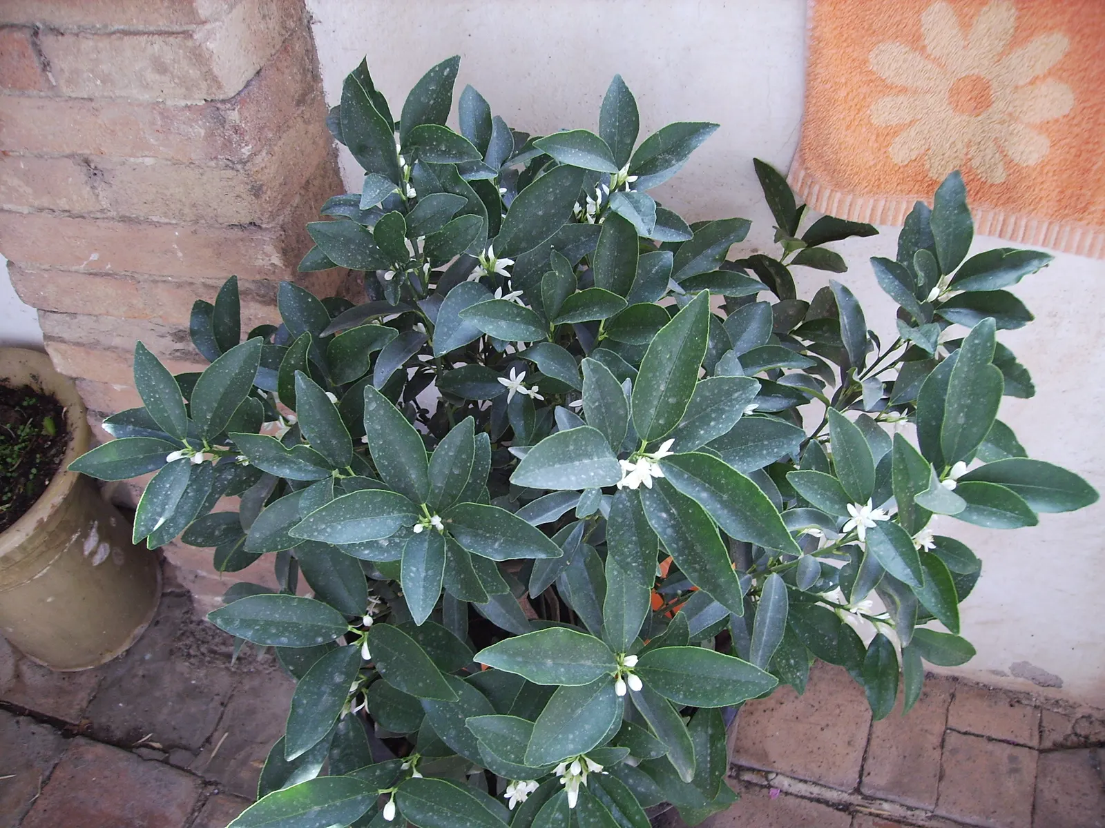 Kumquat (Citrus Dwarf Kumquat) — also known as the Kumquat or Cumquat