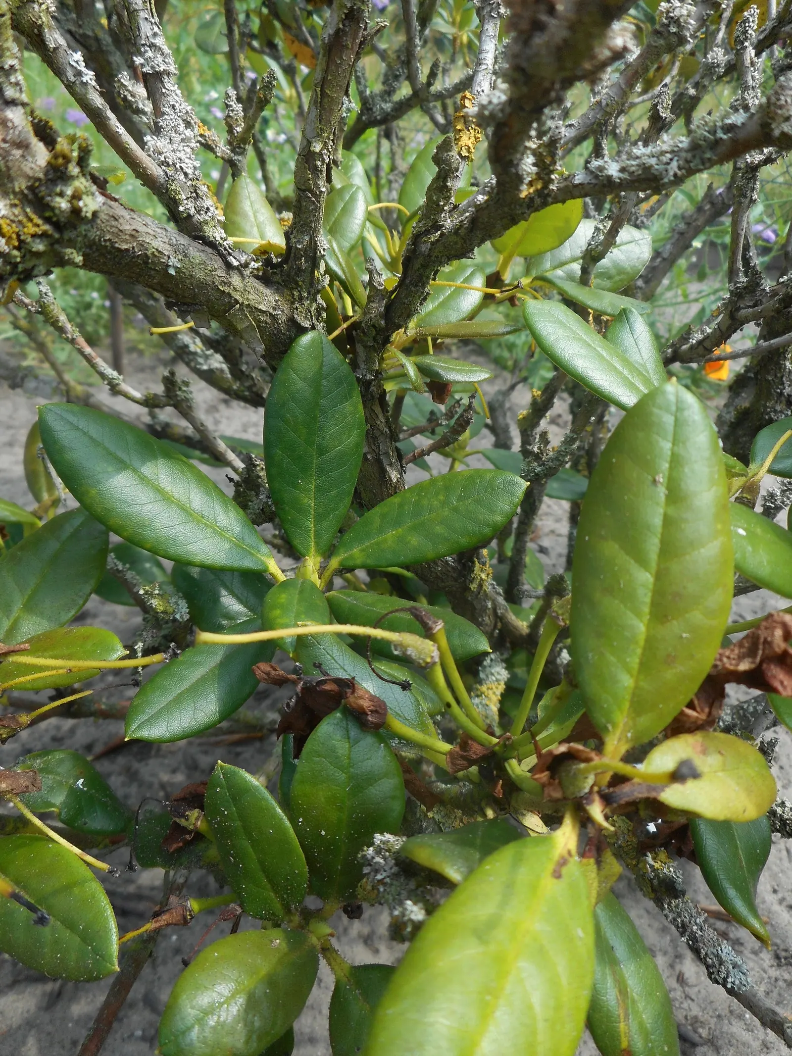 Nancy Evans Rhododendron (Rhododendron 'Nancy Evans') — This variety showcases clusters of yellow-orange flowers