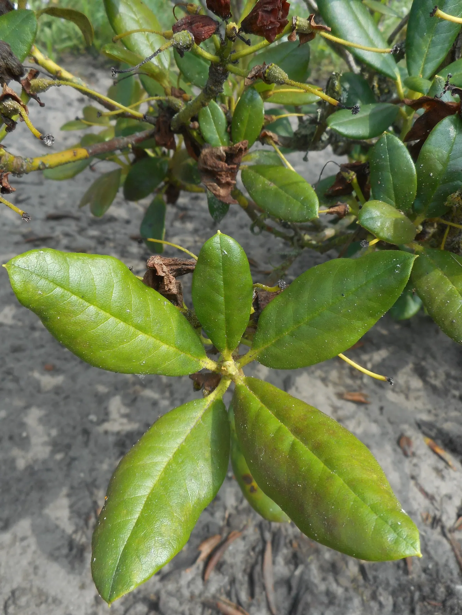Nancy Evans Rhododendron (Rhododendron 'Nancy Evans') — celebrated for its lush evergreen foliage and vibrant spring blossoms