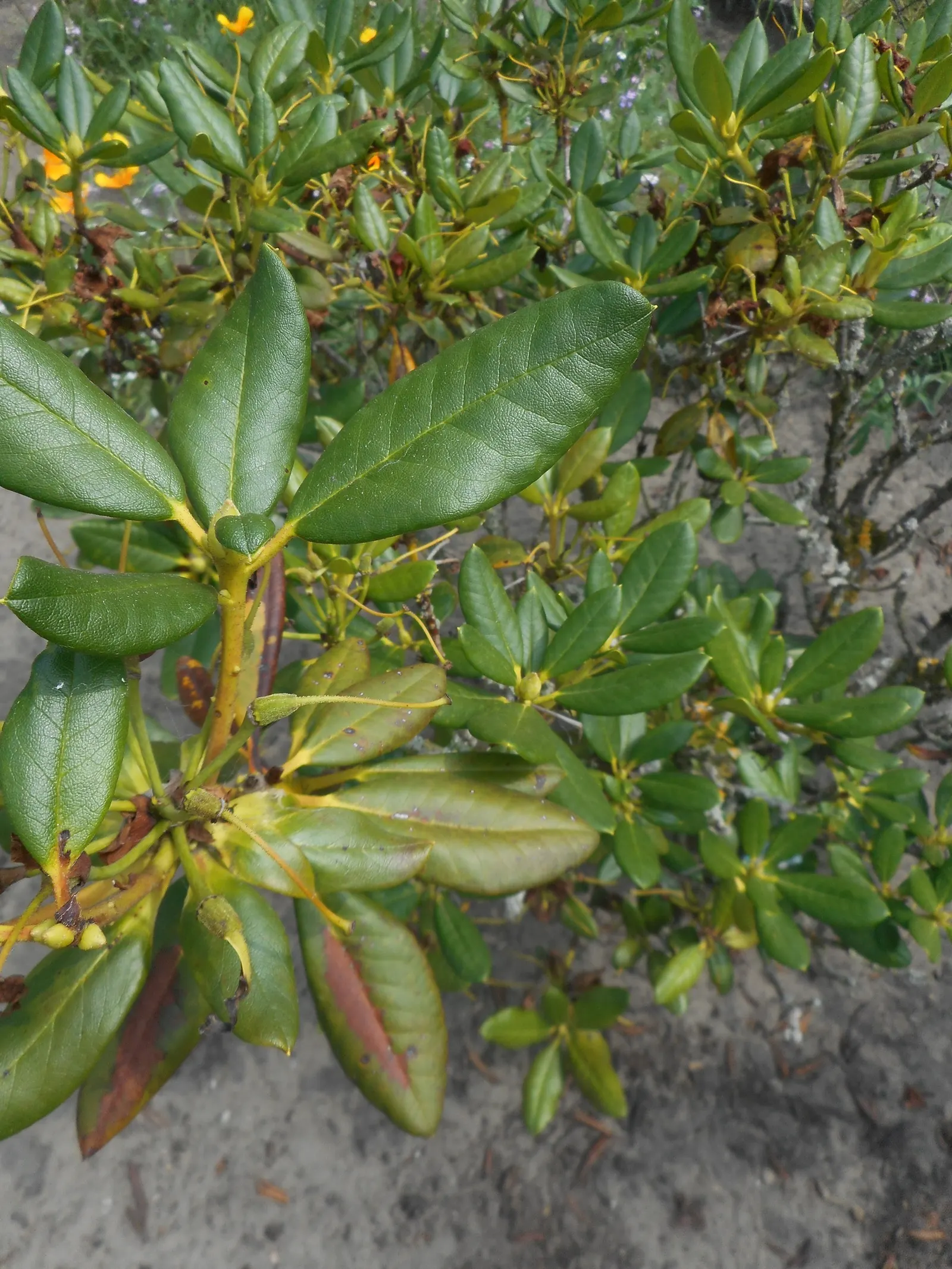 Nancy Evans Rhododendron (Rhododendron 'Nancy Evans') — Ideal for partial shade, it matures to a height and spread of approximately 3-5 feet