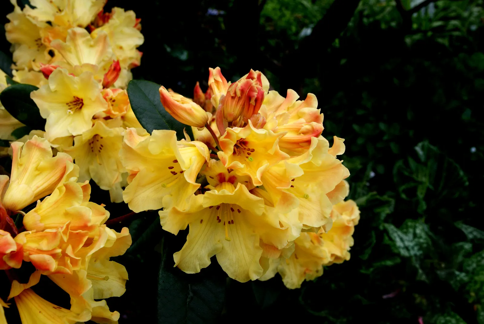 Nancy Evans Rhododendron (Rhododendron 'Nancy Evans') — The Rhododendron 'Nancy Evans' is an attractive shrub