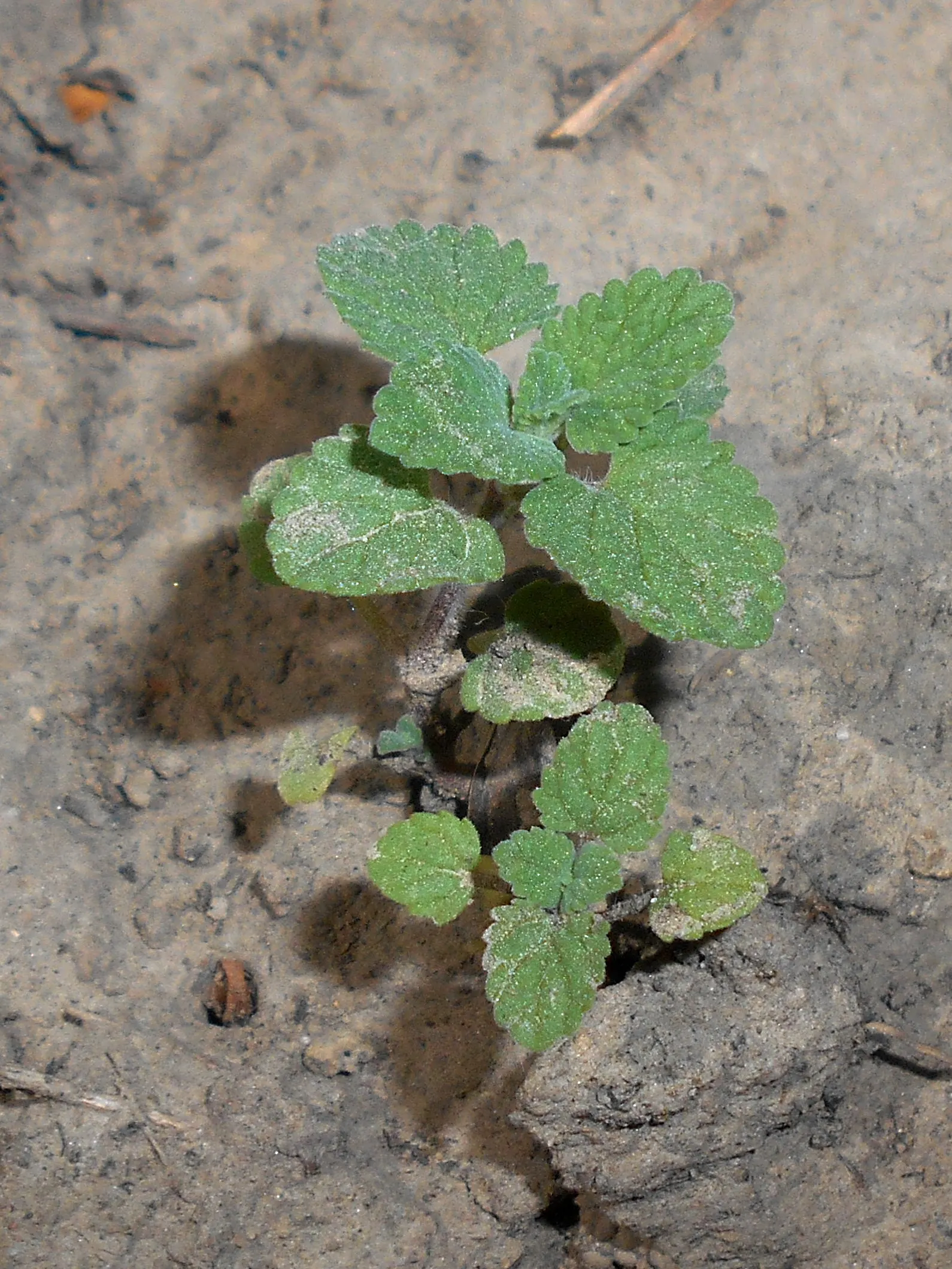 Persian Catmint (Nepeta Racemosa) — scientifically known as Nepeta racemosa; ground cover / herb / perennial for full