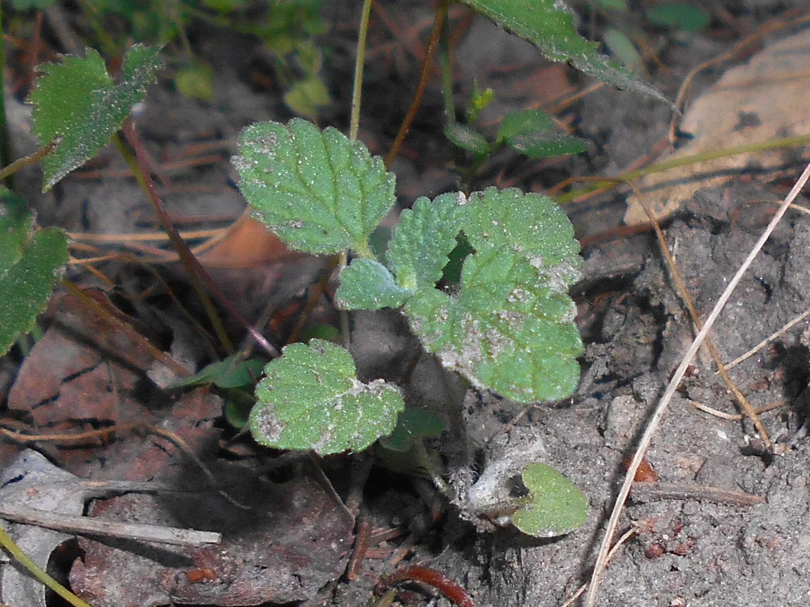 Persian Catmint (Nepeta Racemosa) — and along with its blossoms; it blooms from late spring to fall, attracting butterflies and bees, while deterring deer