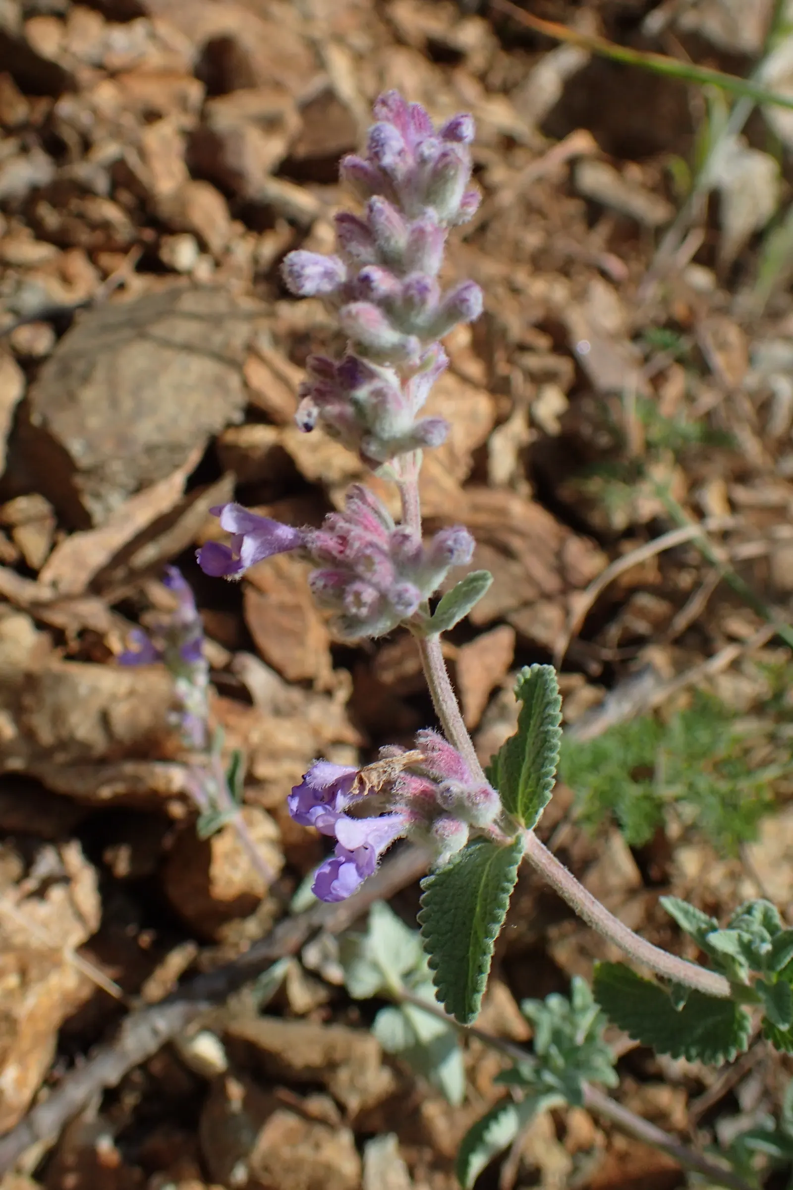 Persian Catmint (Nepeta Racemosa) — showcasing soft lavender-blue flowers on spikes atop grey-green; and along with its blossoms