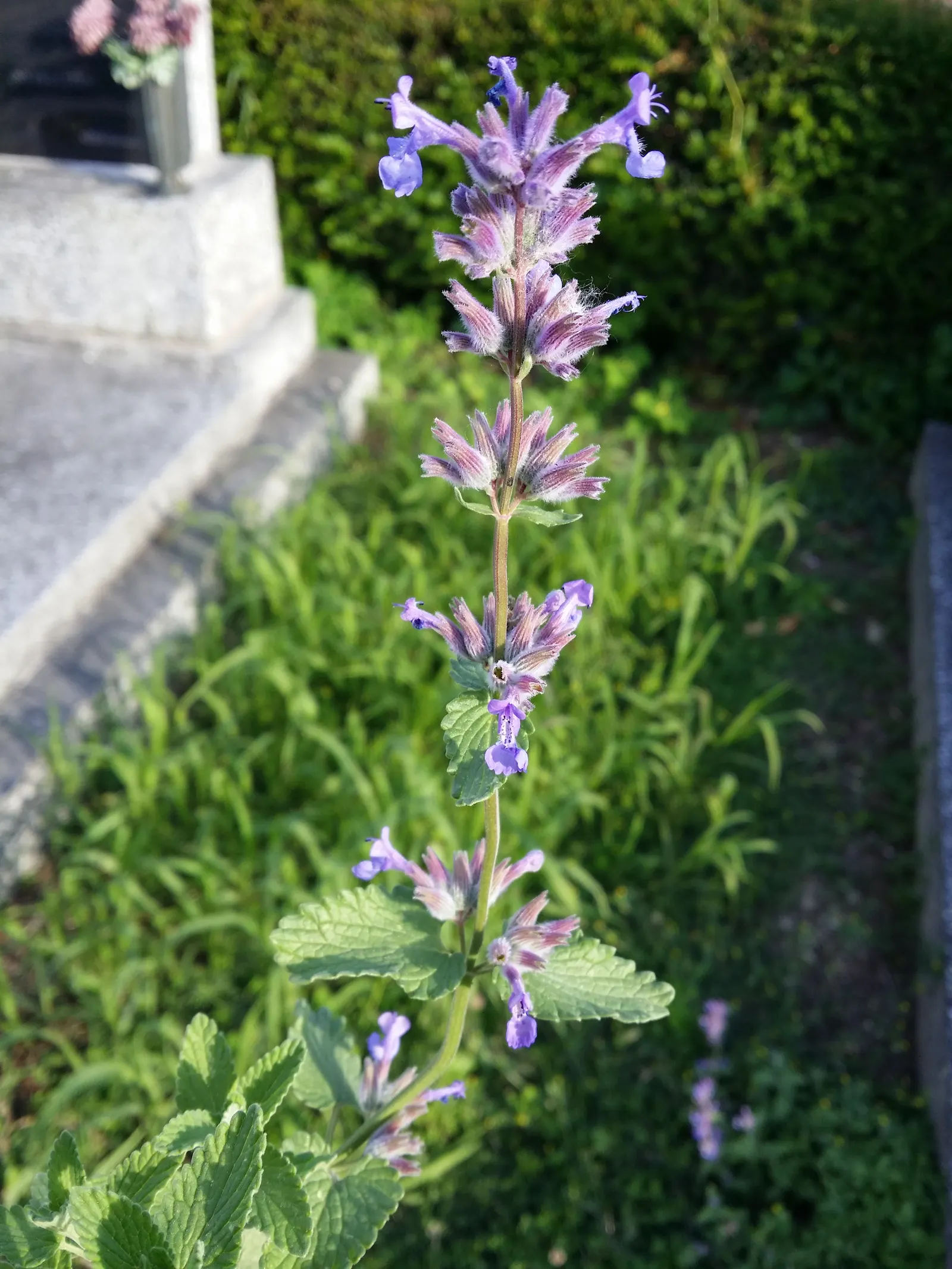 Persian Catmint (Nepeta Racemosa) — ground cover / herb / perennial for full
