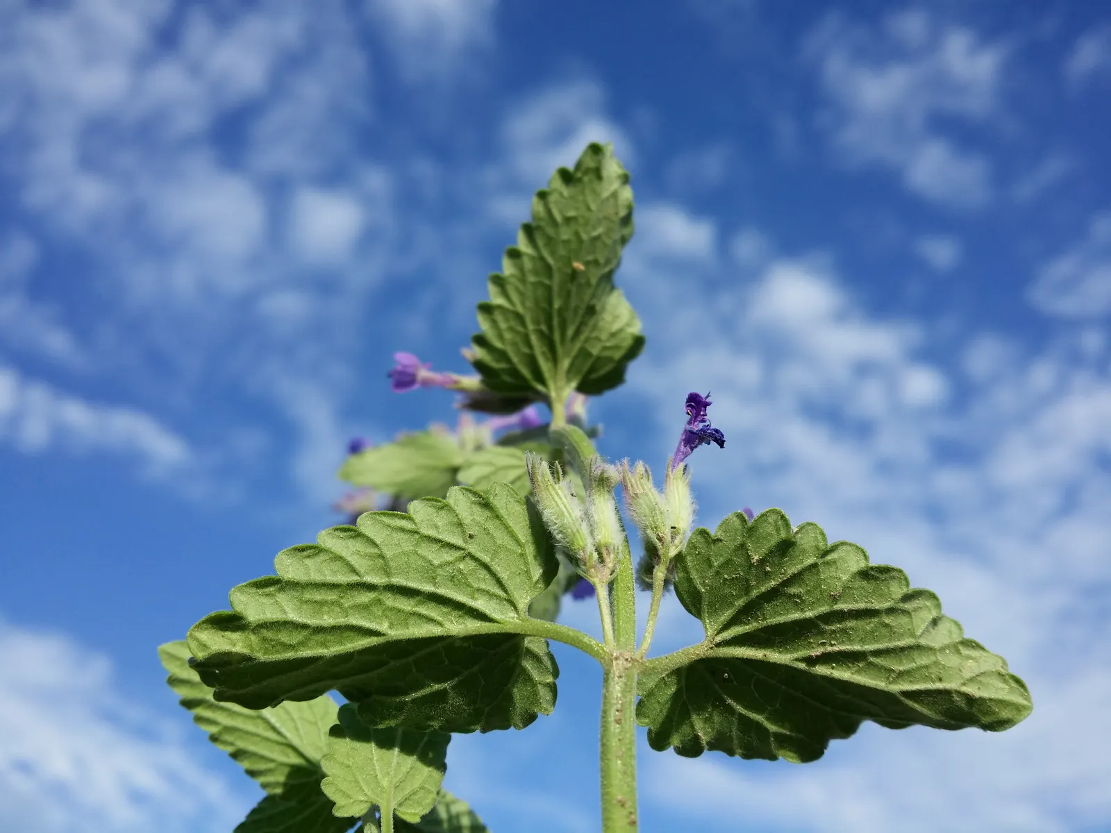 Persian Catmint (Nepeta Racemosa) — and often experiencing a smaller repeat bloom in early fall