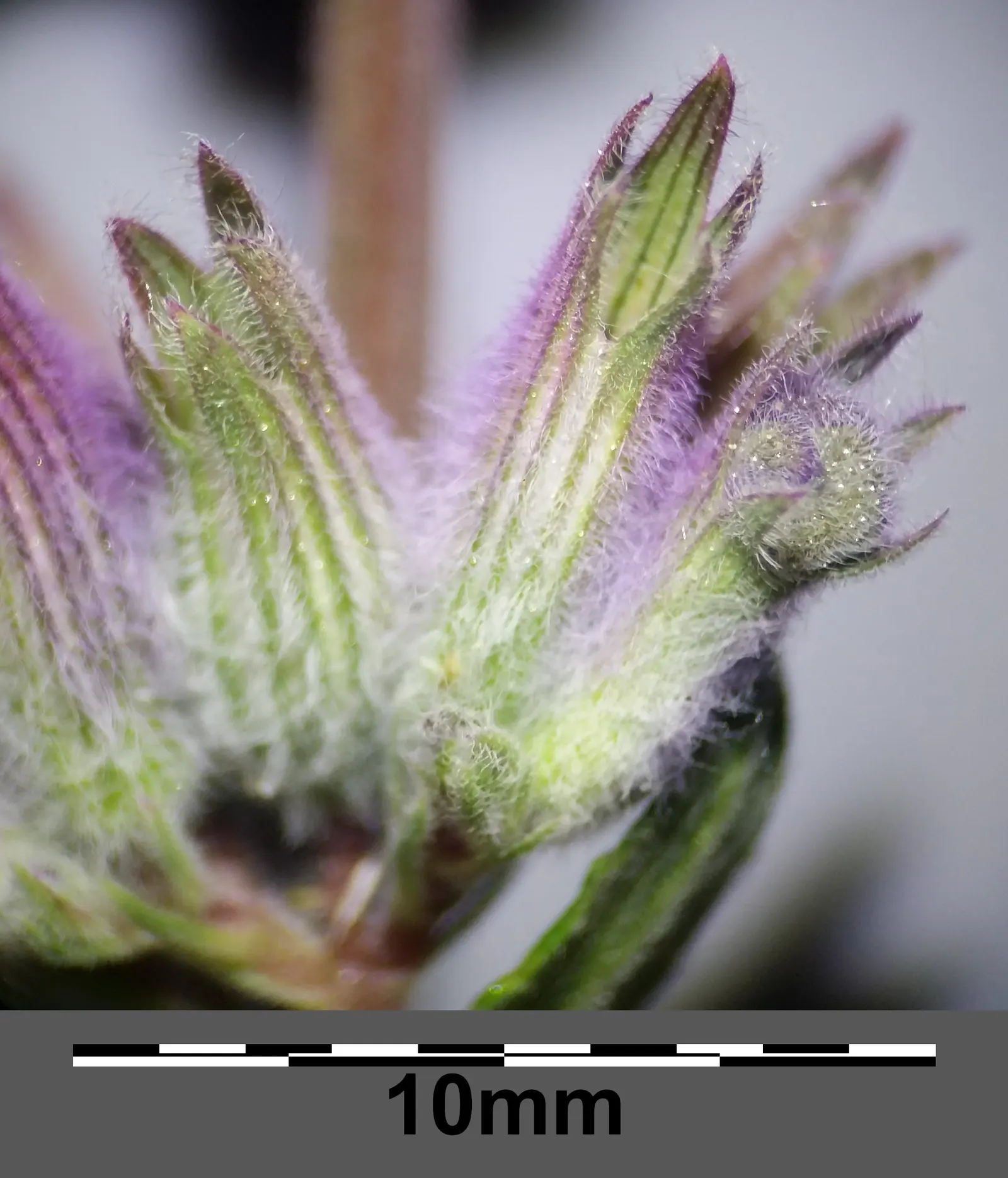 Persian Catmint (Nepeta Racemosa) — minty fragrance when brushed against