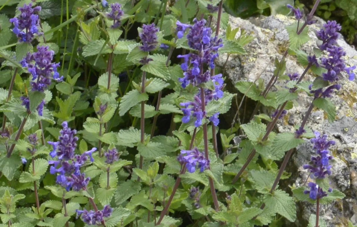Persian Catmint (Nepeta Racemosa) — and ability to add a splash of cool color to their garden tapestry