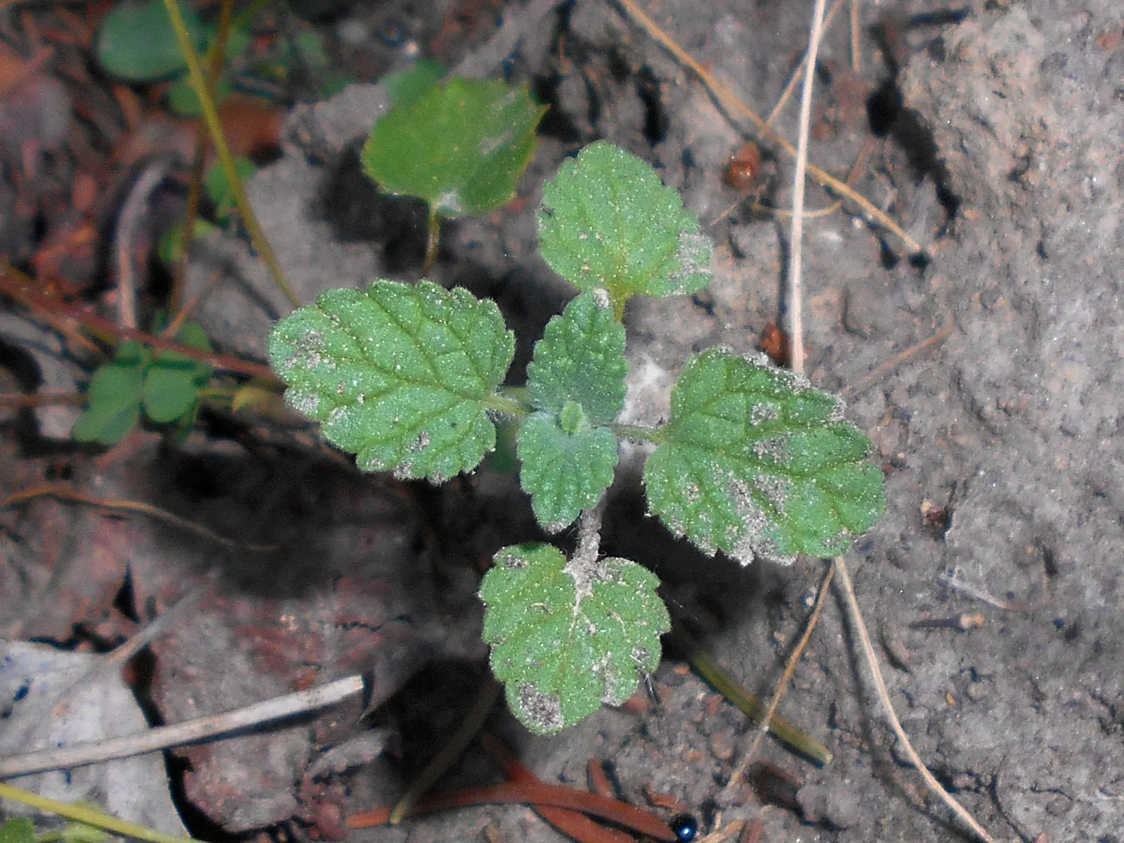 Persian Catmint (Nepeta Racemosa) — Ideal for border fronts and garden pathways; emphasize its ease of care