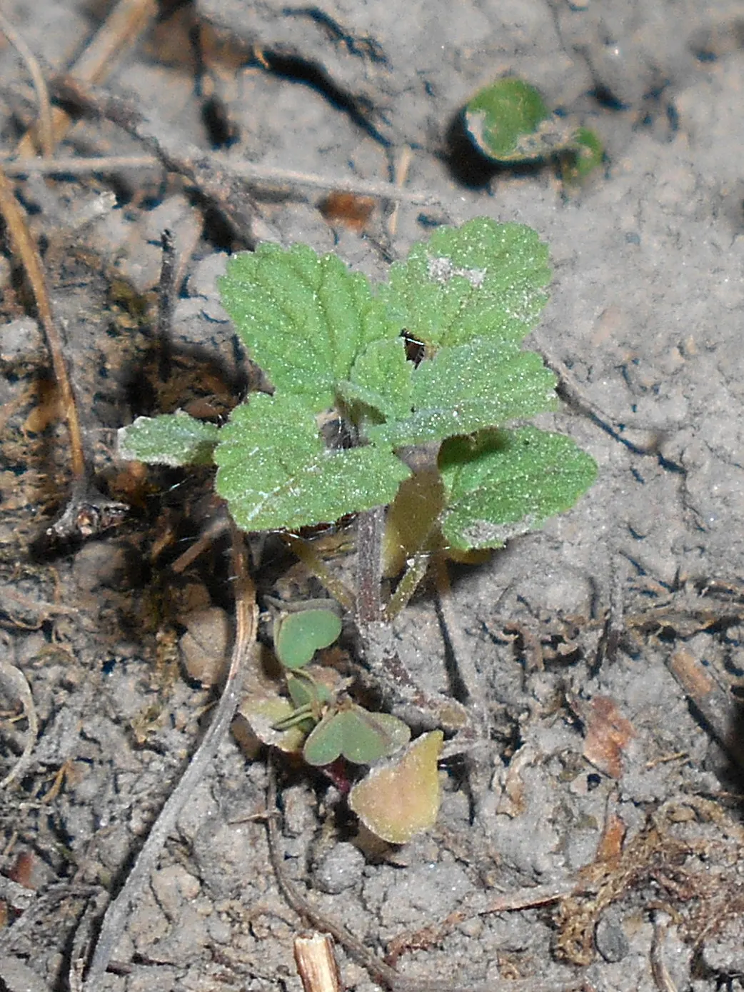 Persian Catmint (Nepeta Racemosa) — lance-shaped leaves can grow up to 3 inches long
