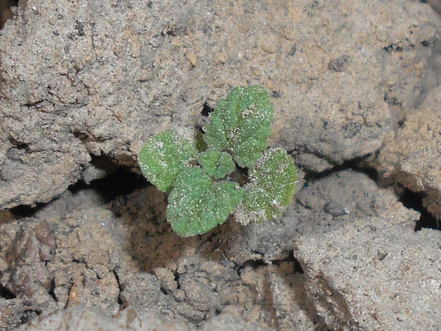 Persian Catmint (Nepeta Racemosa) — amending soil with organic matter can provide necessary nutrients; when educating a client on this species