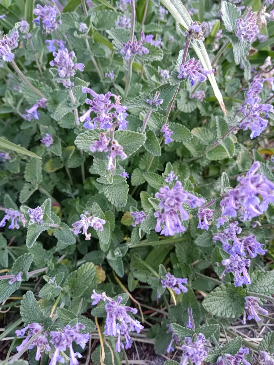Persian Catmint (Nepeta Racemosa) — ground cover / herb / perennial with blue and purple blooms