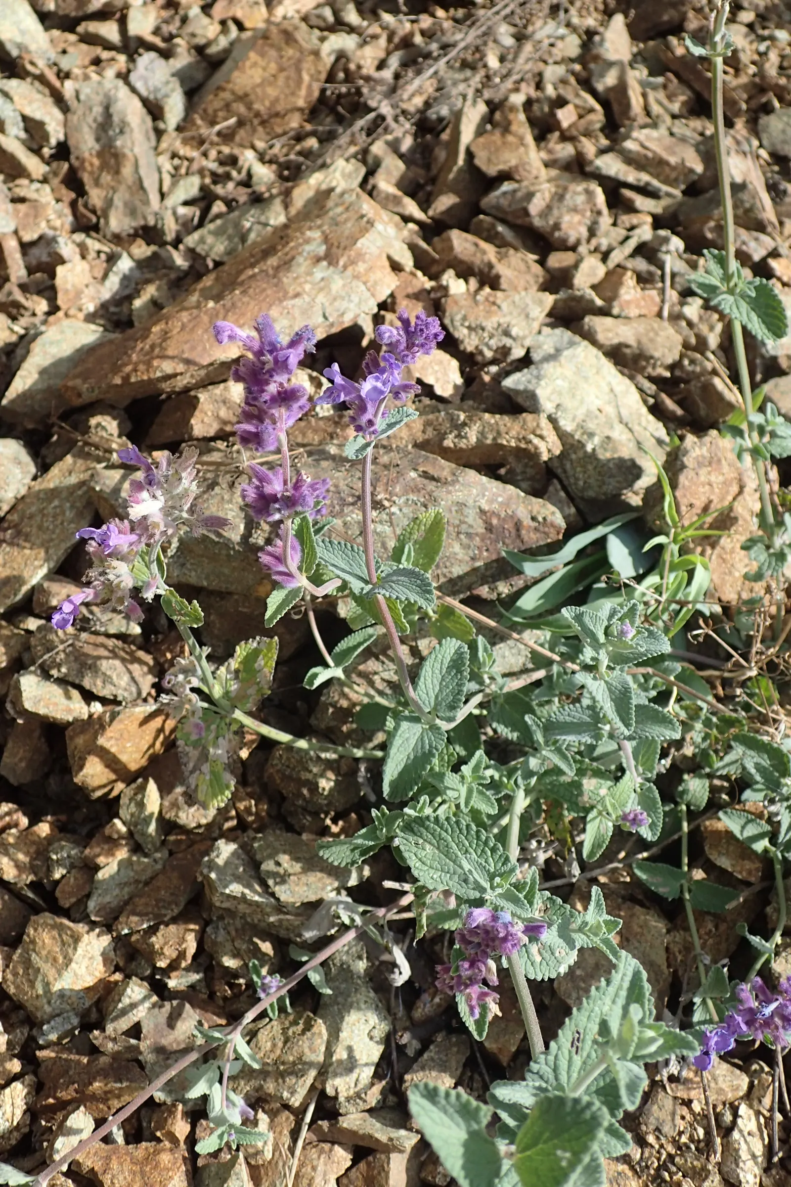 Persian Catmint (Nepeta Racemosa) — lance-shaped leaves can grow up to 3 inches long; blue and purple flowers in the garden