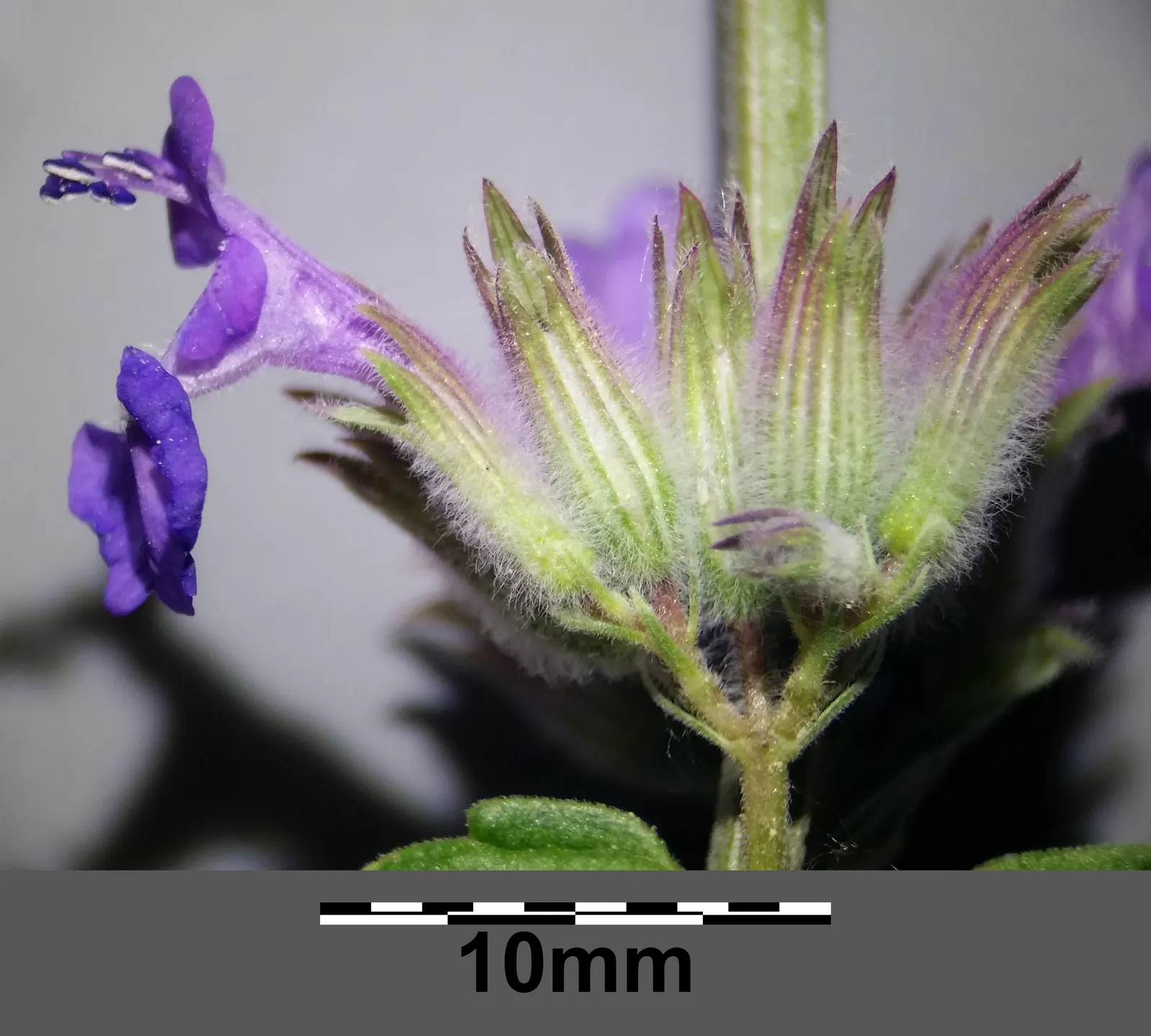 Persian Catmint (Nepeta Racemosa) — It blooms from late spring to fall, attracting butterflies and bees, while deterring deer