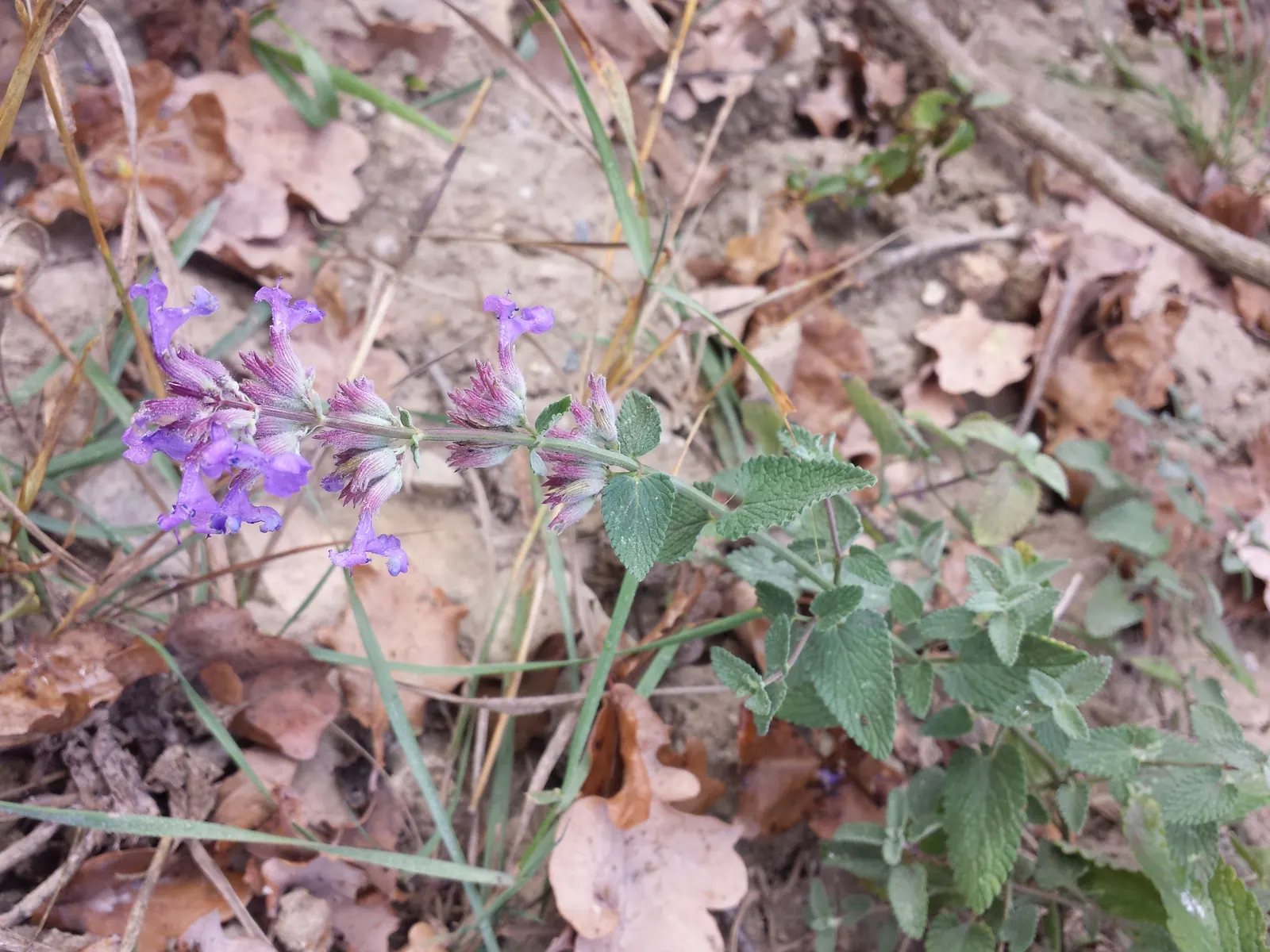 Persian Catmint (Nepeta Racemosa) — preferring well-drained soil conditions