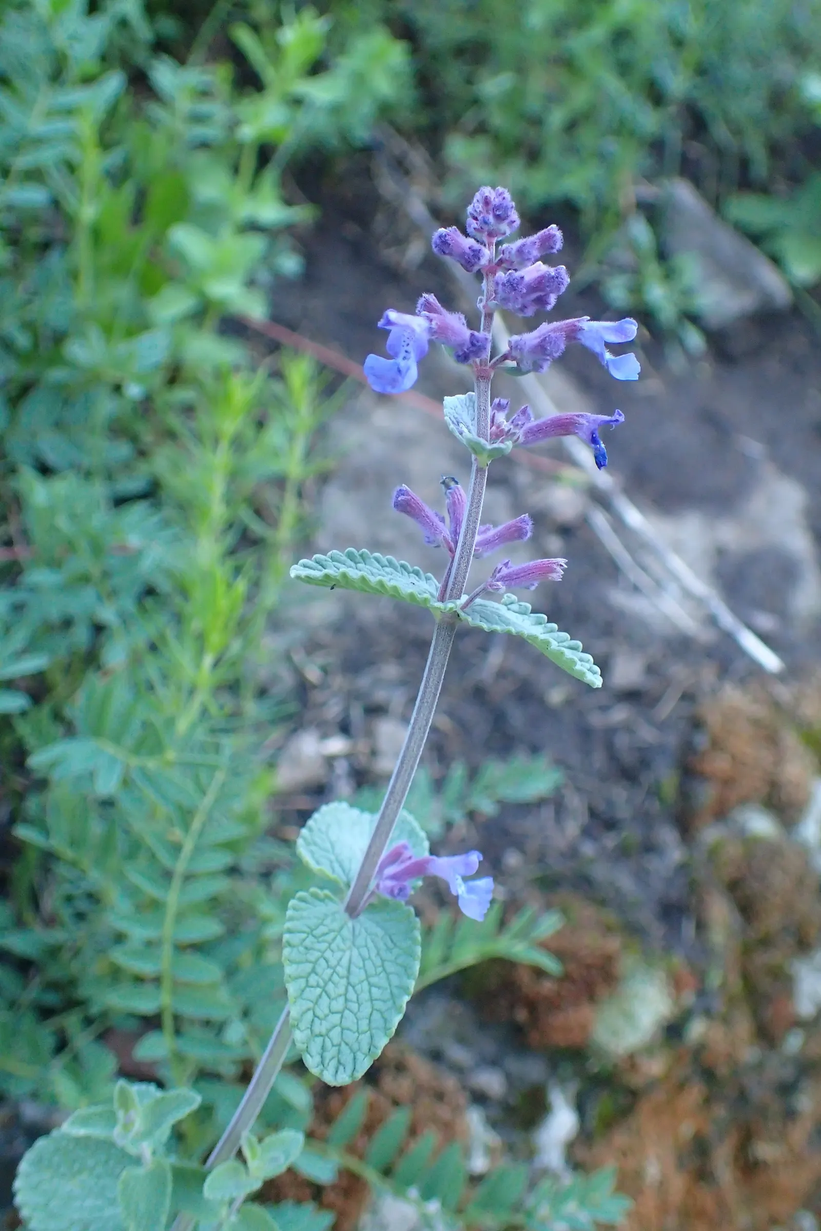 Persian Catmint (Nepeta Racemosa) — preferring well-drained soil conditions; the Persian Catmint provides a lengthy season of visual interest