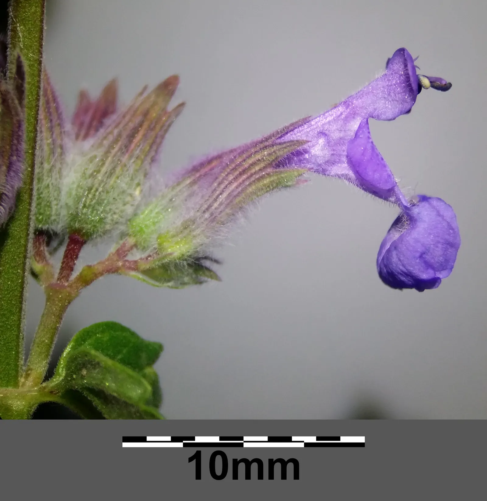 Persian Catmint (Nepeta Racemosa) — Ideal for border fronts and garden pathways