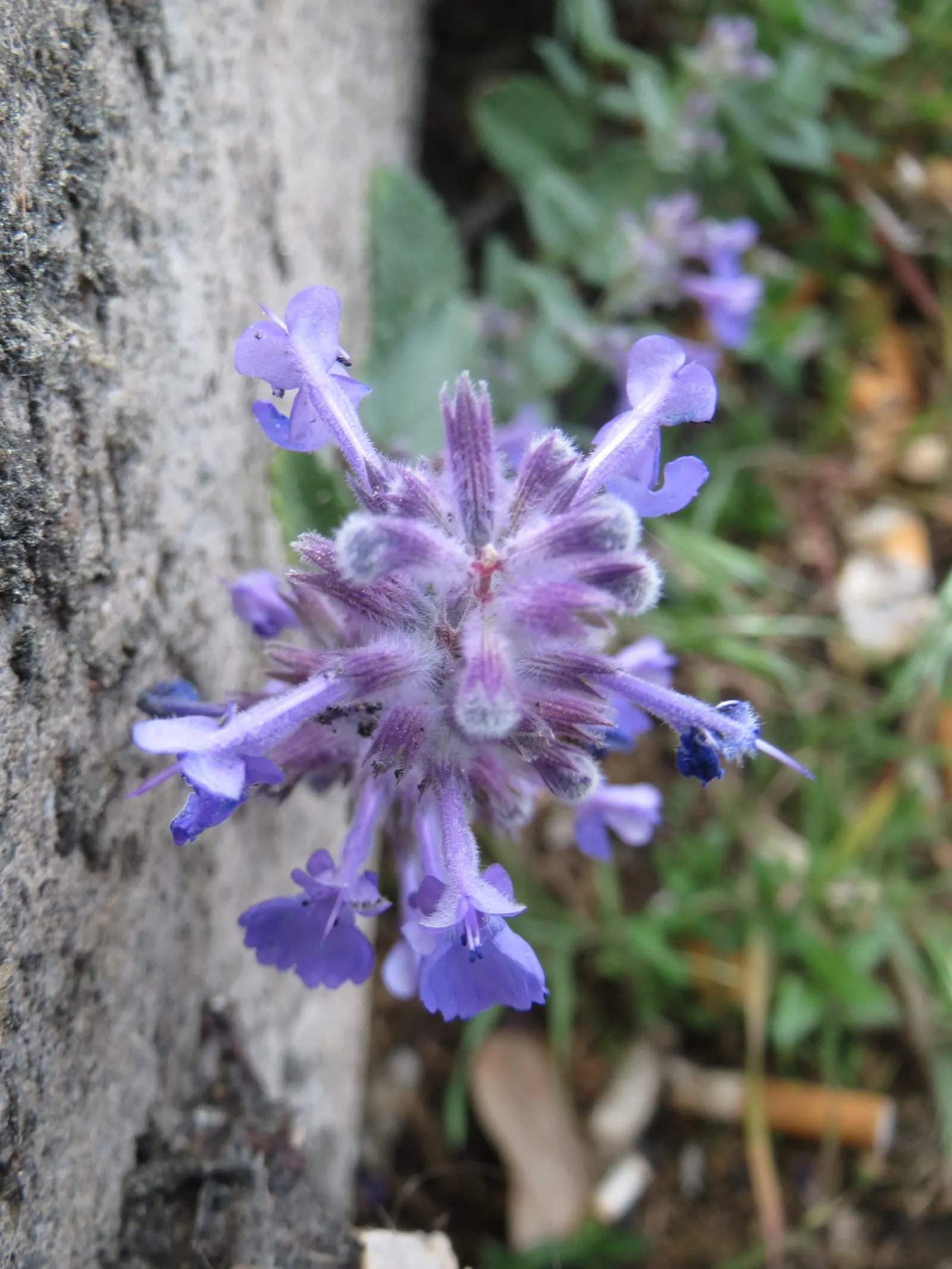 Persian Catmint (Nepeta Racemosa) — showcasing soft lavender-blue flowers on spikes atop grey-green