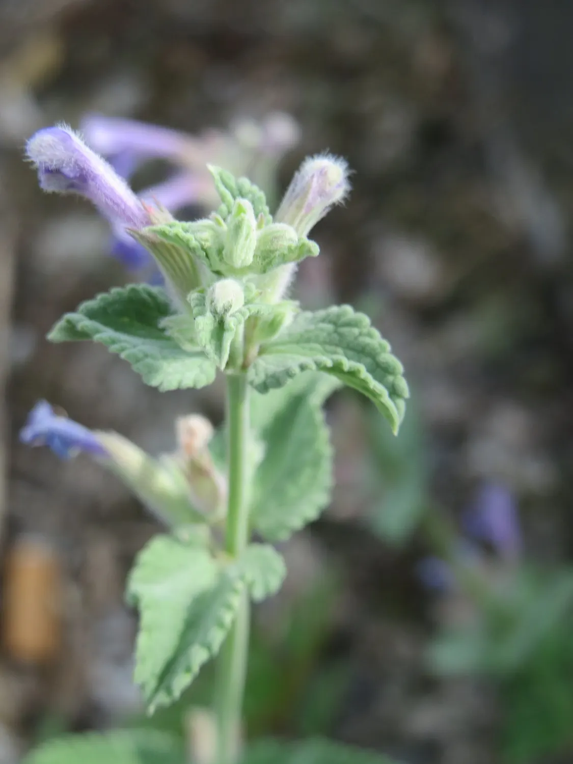 Persian Catmint (Nepeta Racemosa) — For optimal health and appearance