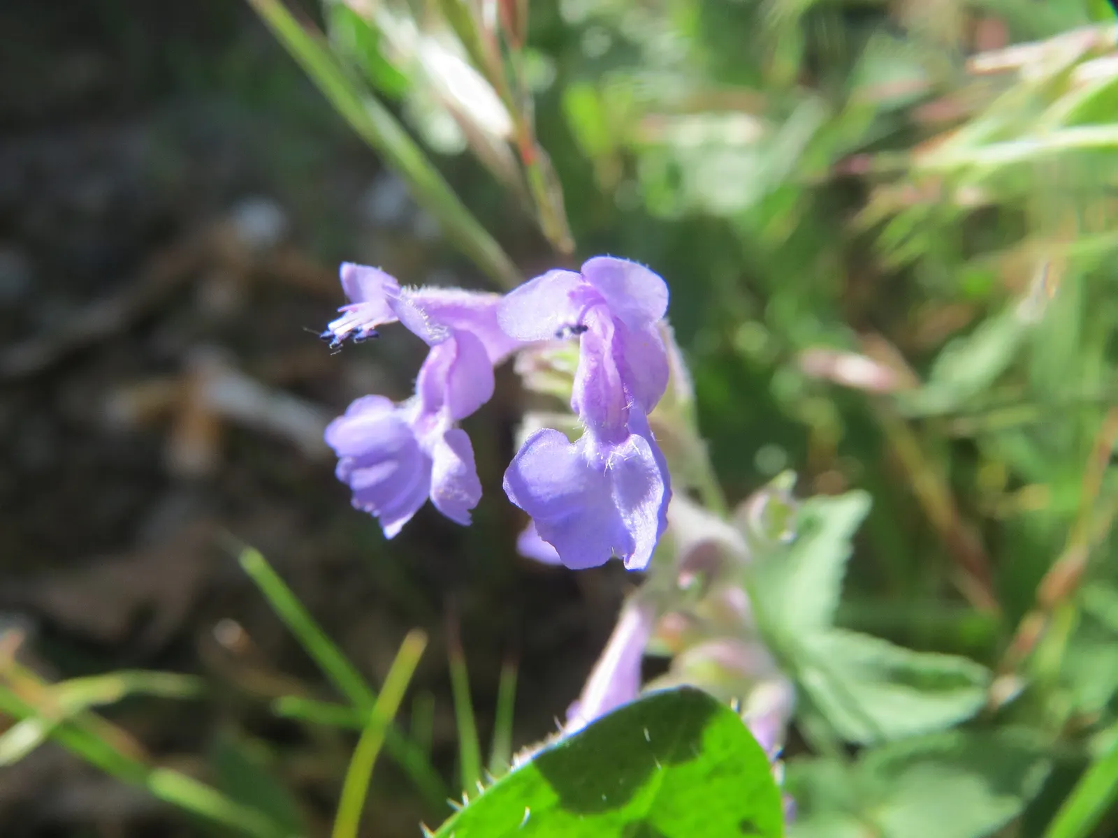 Persian Catmint (Nepeta Racemosa) — This plant typically reaches heights of 12 to 18 inches with a similar spread