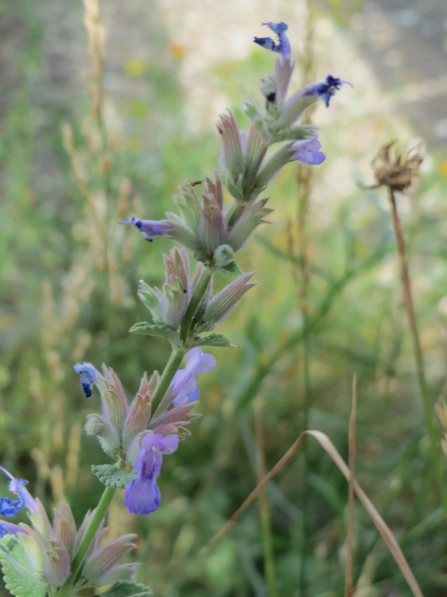 Persian Catmint (Nepeta Racemosa) — commonly known as Persian Ca&trade;int; this drought-tolerant plant reaches a mature height and width of 12 to 18 inches