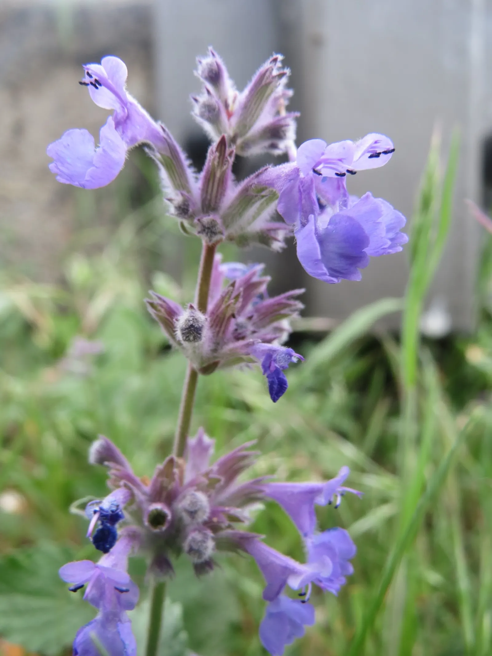 Persian Catmint (Nepeta Racemosa) — scientifically known as Nepeta racemosa