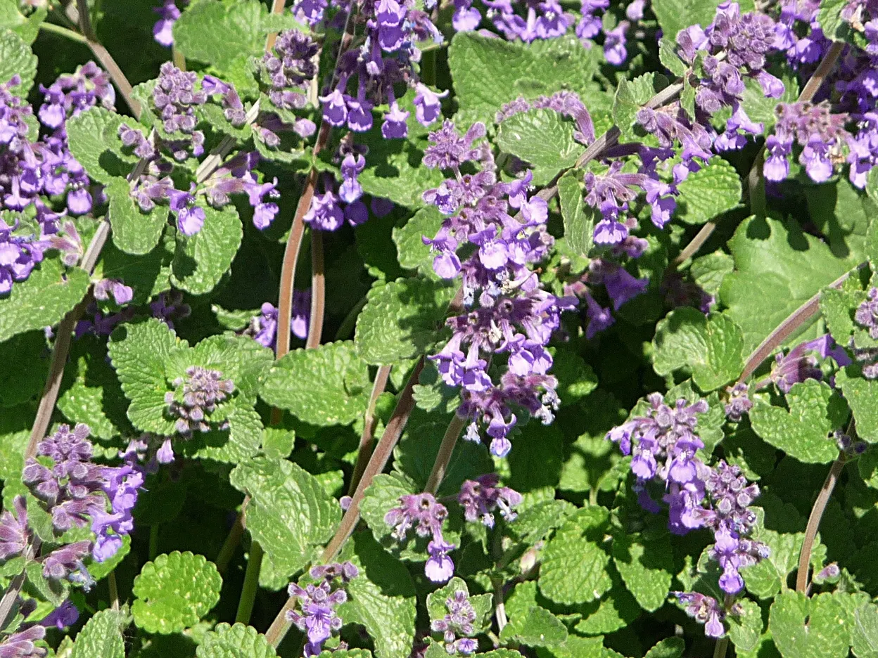 Persian Catmint (Nepeta Racemosa) — blue and purple flowers in the garden