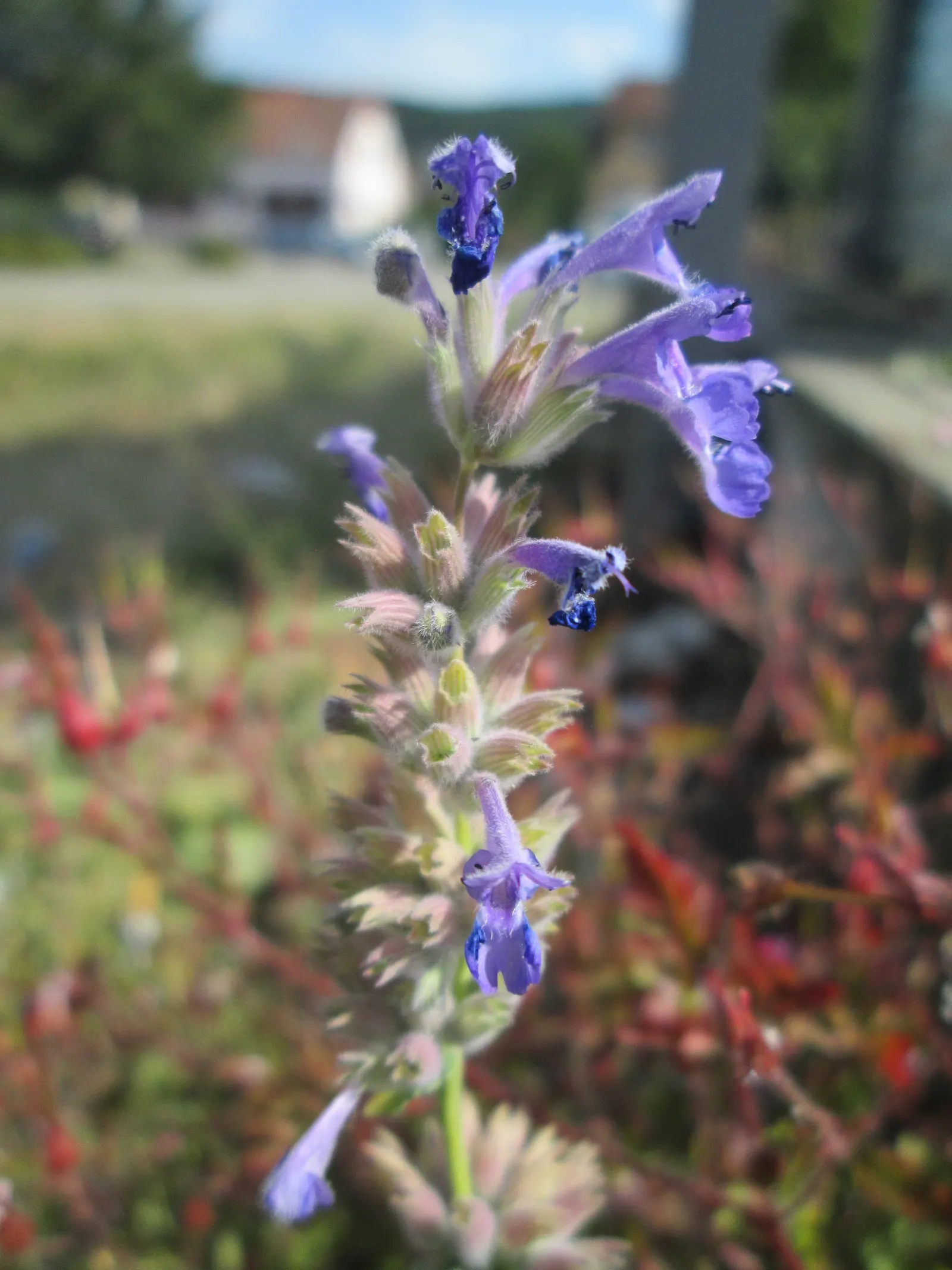 Persian Catmint (Nepeta Racemosa) — commonly known as Persian Ca&trade;int