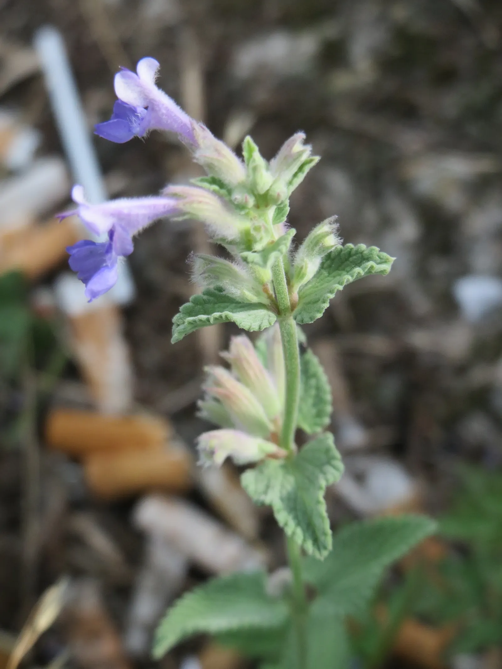 Persian Catmint (Nepeta Racemosa) — and often experiencing a smaller repeat bloom in early fall; and ability to add a splash of cool color to their garden