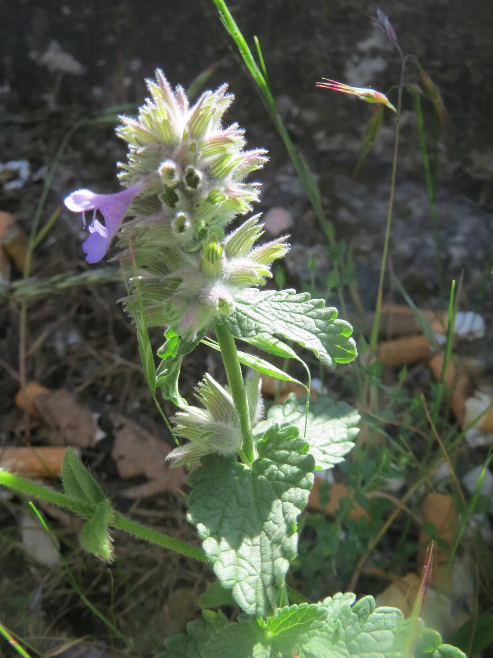 Persian Catmint (Nepeta Racemosa) — and along with its blossoms