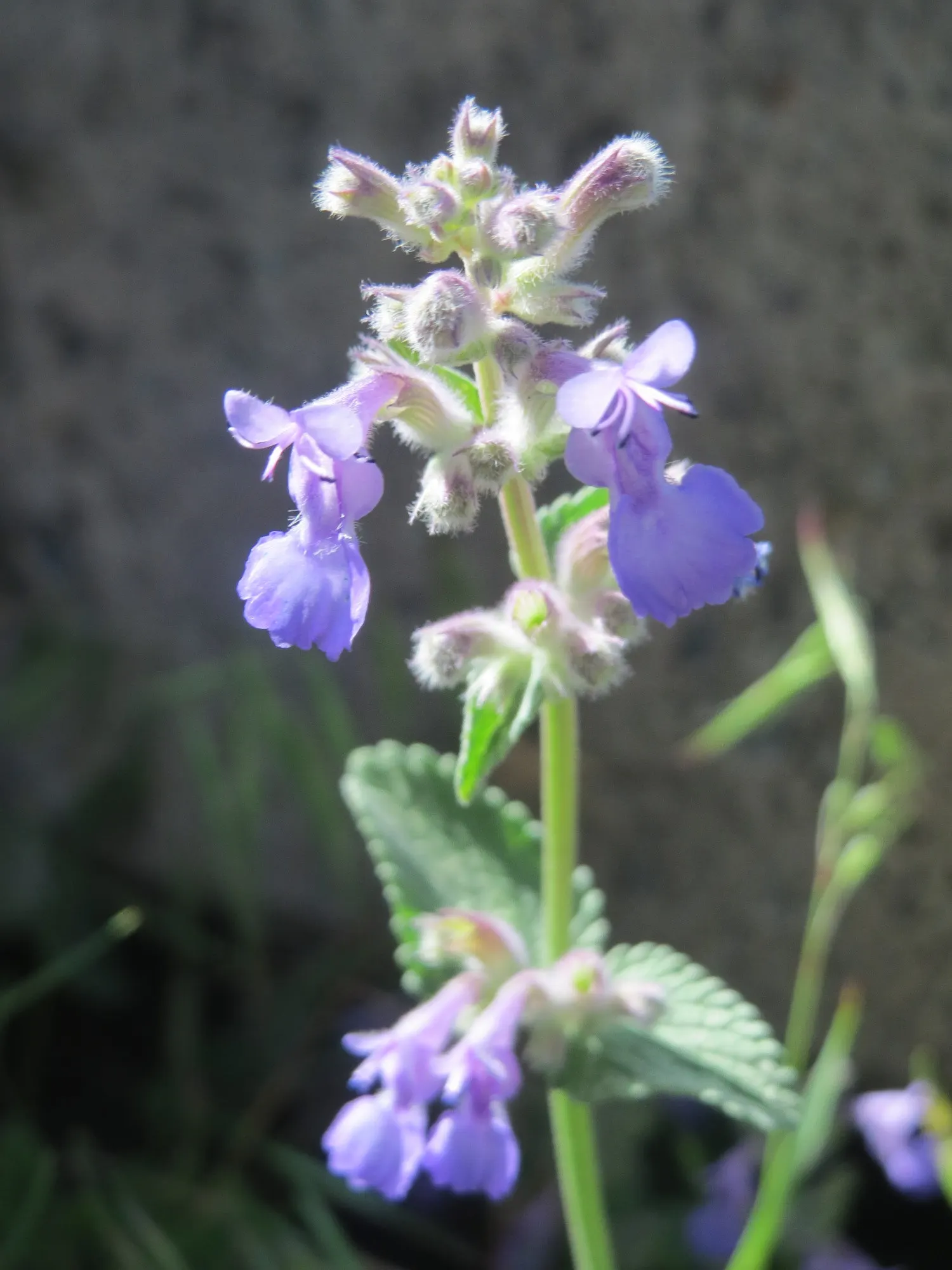 Persian Catmint (Nepeta Racemosa) — It blooms from late spring to fall, attracting butterflies and bees, while deterring deer; preferring well-drained soil
