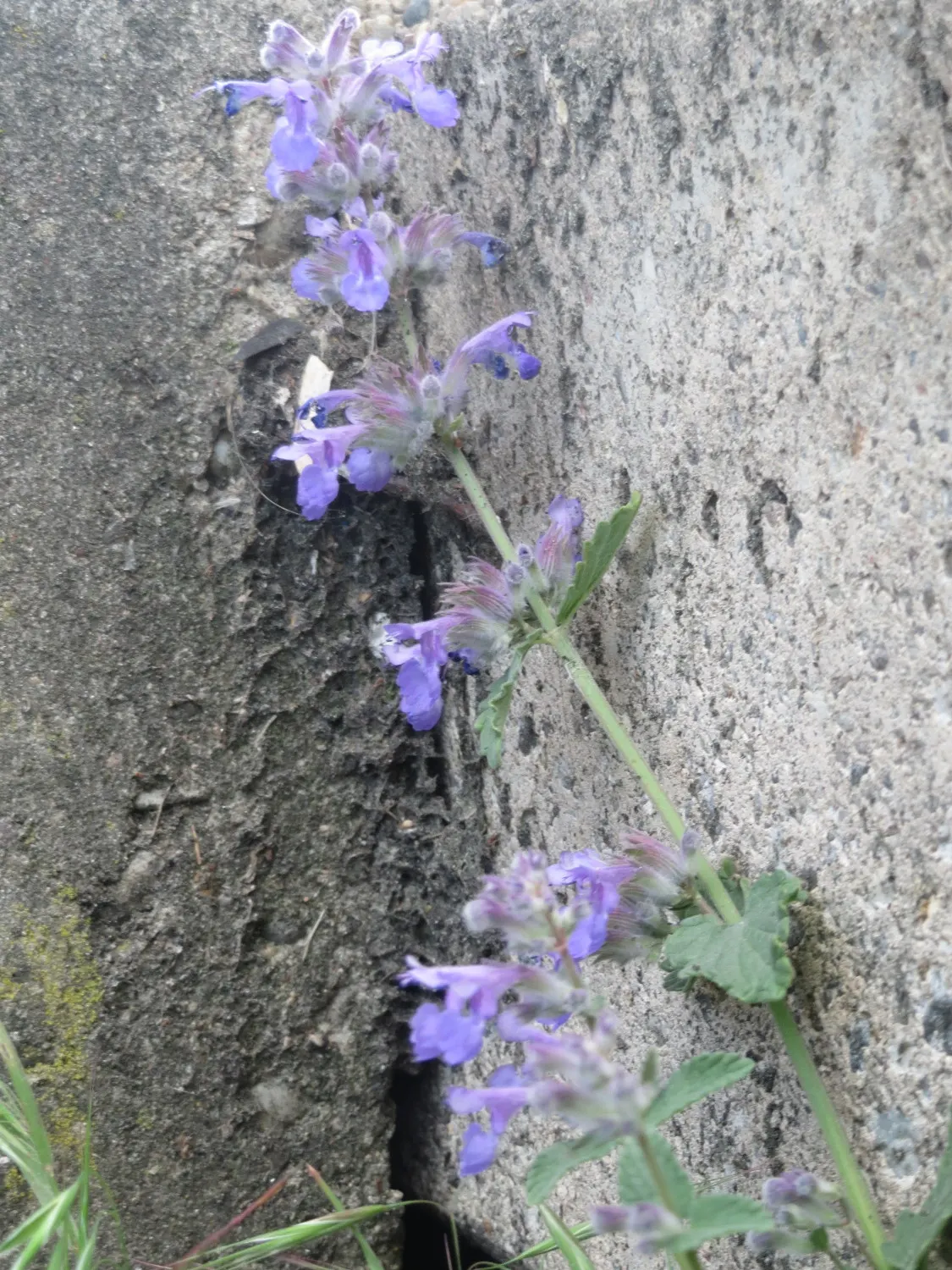 Persian Catmint (Nepeta Racemosa) — emphasize its ease of care