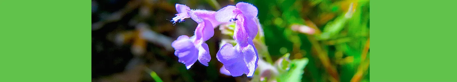 Persian Catmint (Nepeta Racemosa) — When educating a client on this species