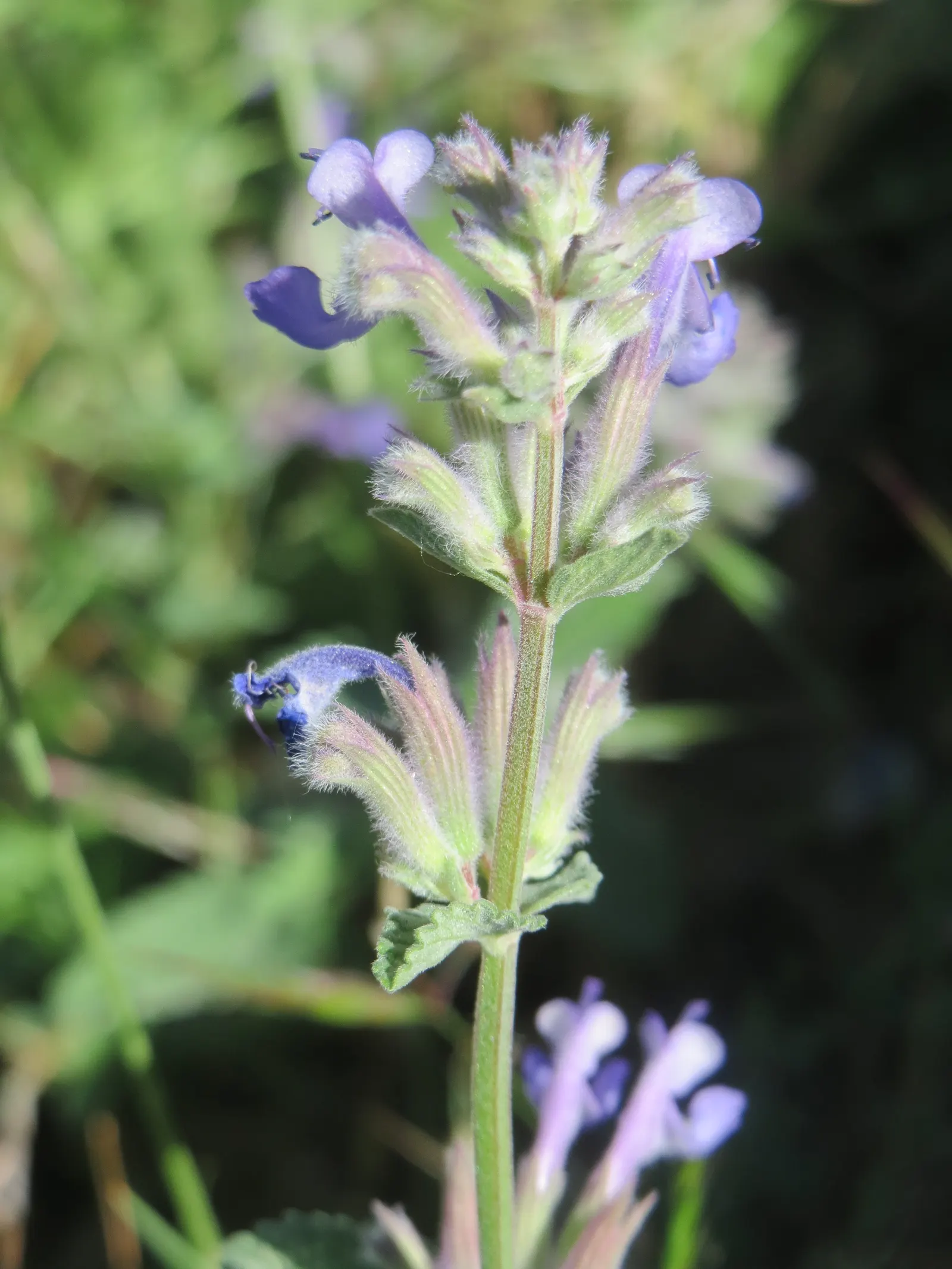 Persian Catmint (Nepeta Racemosa) — emphasize its ease of care; this plant typically reaches heights of 12 to 18 inches with a similar spread