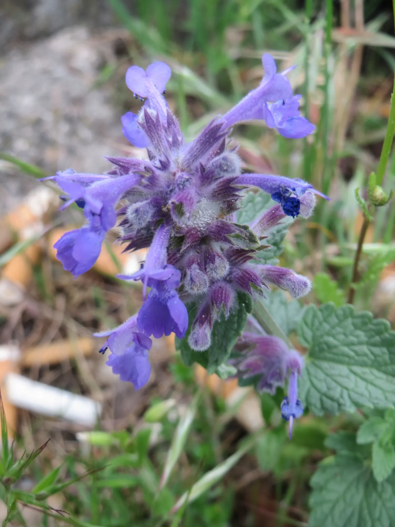 Persian Catmint (Nepeta Racemosa) — the Persian Catmint provides a lengthy season of visual interest