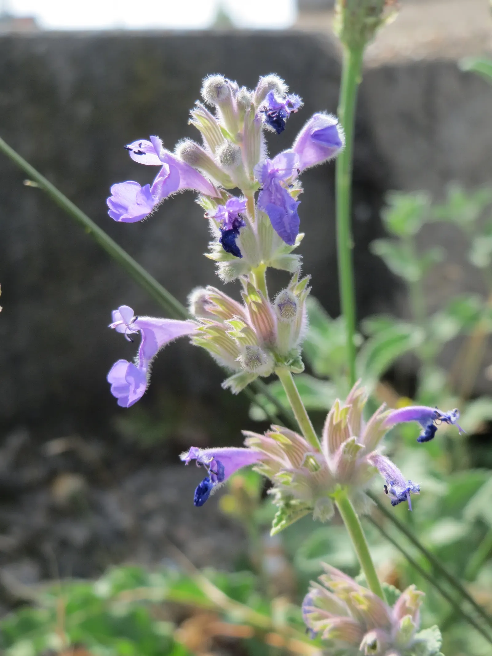 Persian Catmint (Nepeta Racemosa) — this drought-tolerant plant reaches a mature height and width of 12 to 18 inches