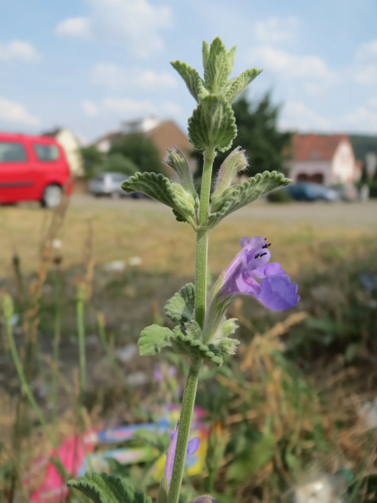 Persian Catmint (Nepeta Racemosa) — minty fragrance when brushed against, image 35