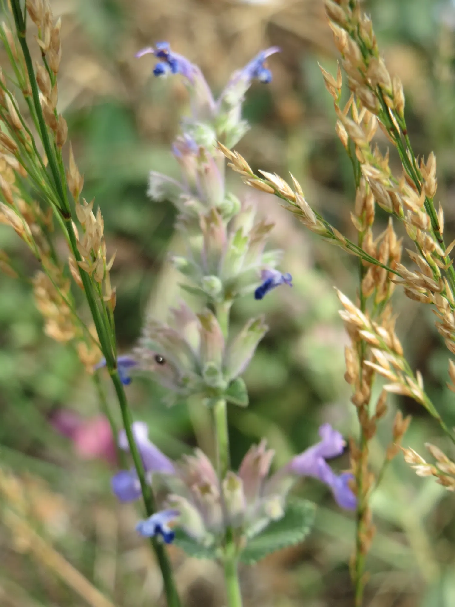 Persian Catmint (Nepeta Racemosa) — This plant typically reaches heights of 12 to 18 inches with a similar spread; scientifically known as Nepeta racemosa