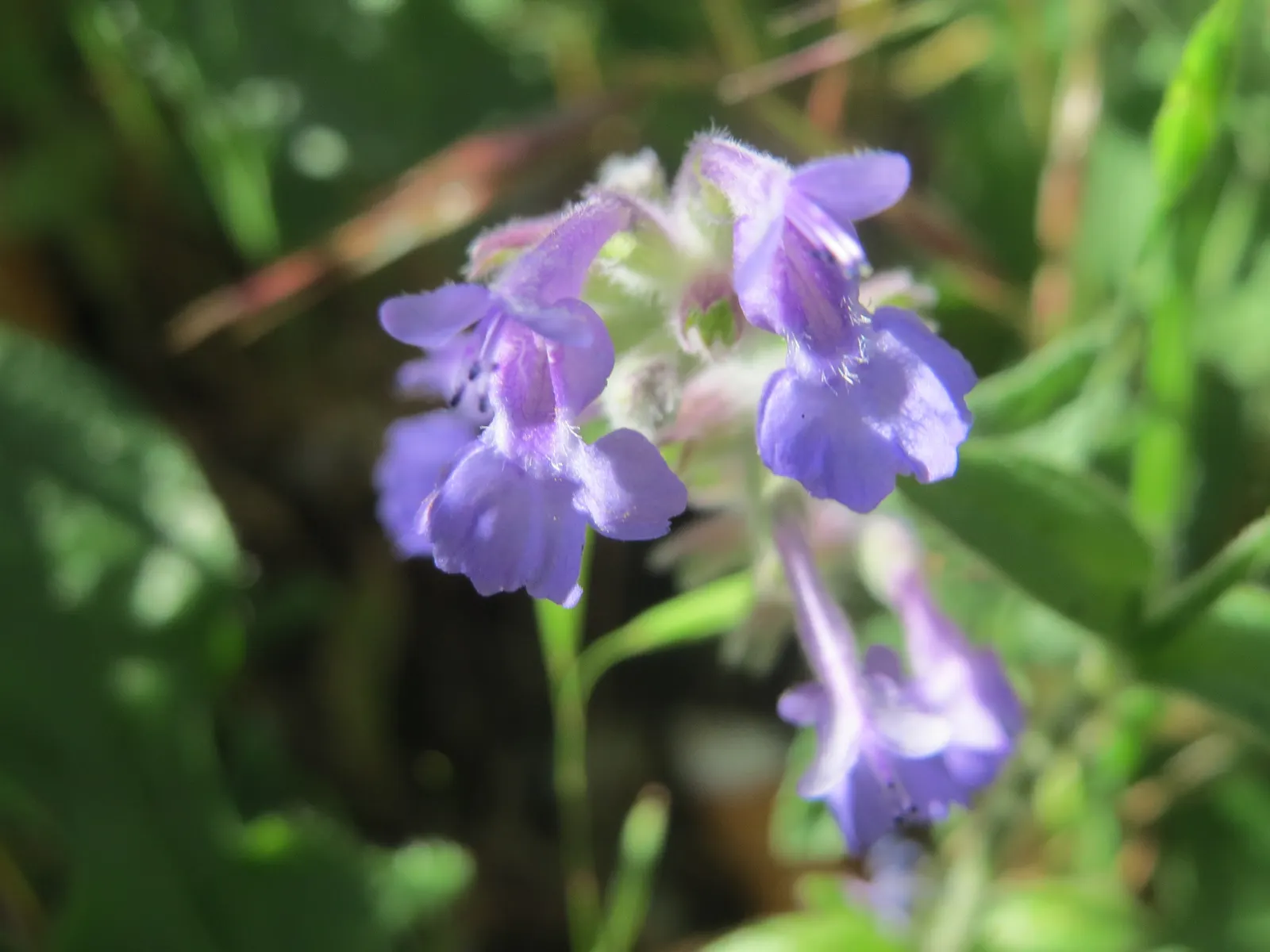 Persian Catmint (Nepeta Racemosa) — For optimal health and appearance; lance-shaped leaves can grow up to 3 inches long