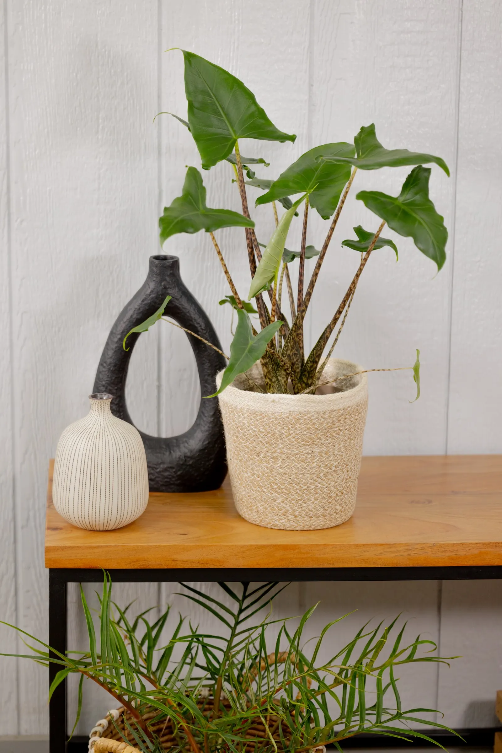 Jungle Music™ (Alocasia amazonica) — commonly called Jungle Music™