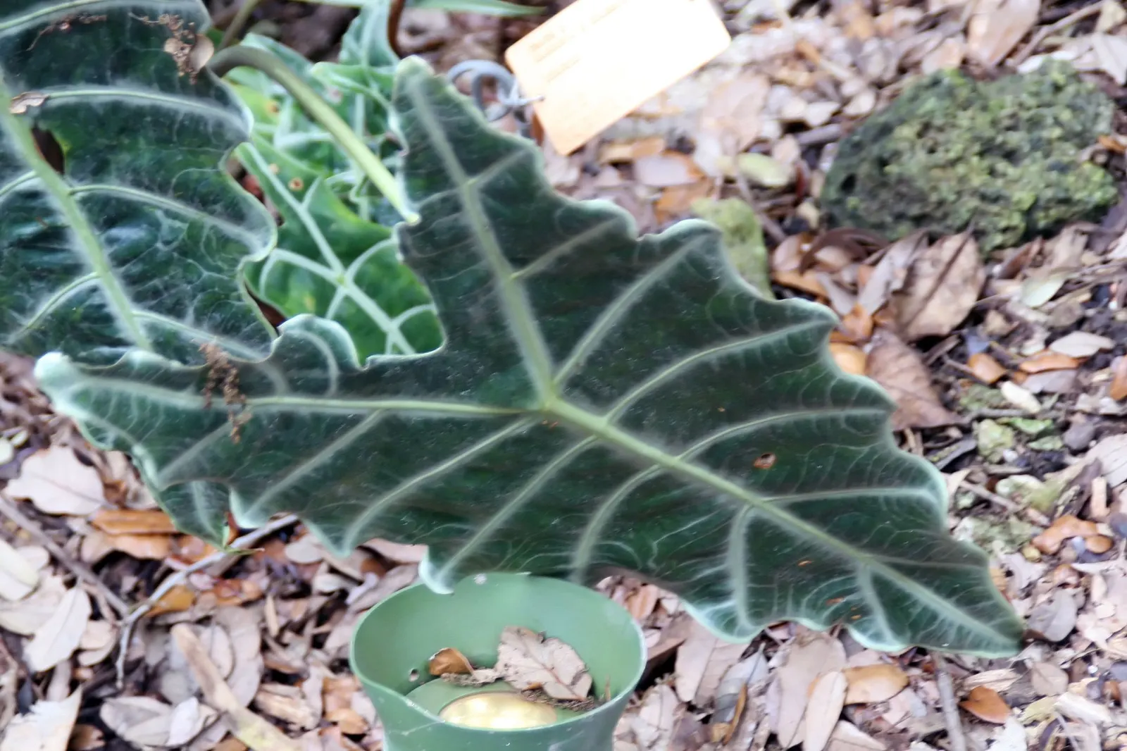 Jungle Music™ (Alocasia amazonica) — Part of the Proven Winners® collection