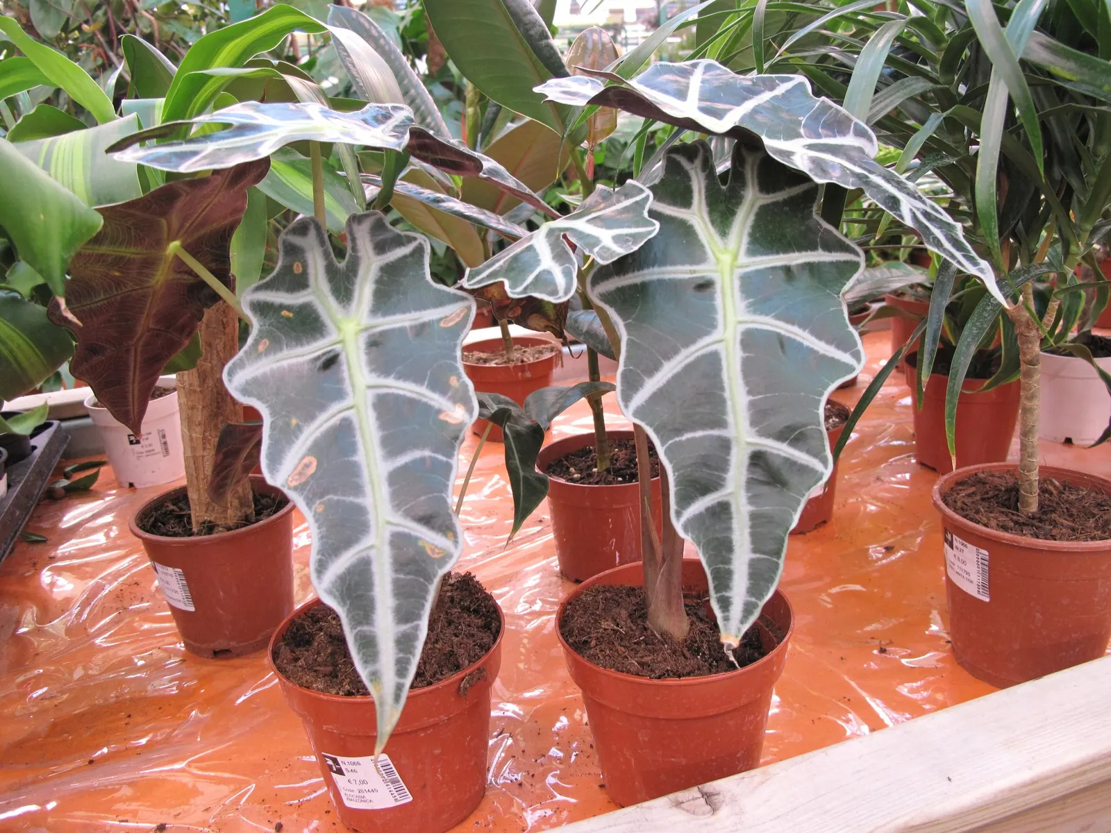 Jungle Music™ (Alocasia amazonica) — This upright Proven Winners® selection grows 12-36 inches tall and brings a sculptural