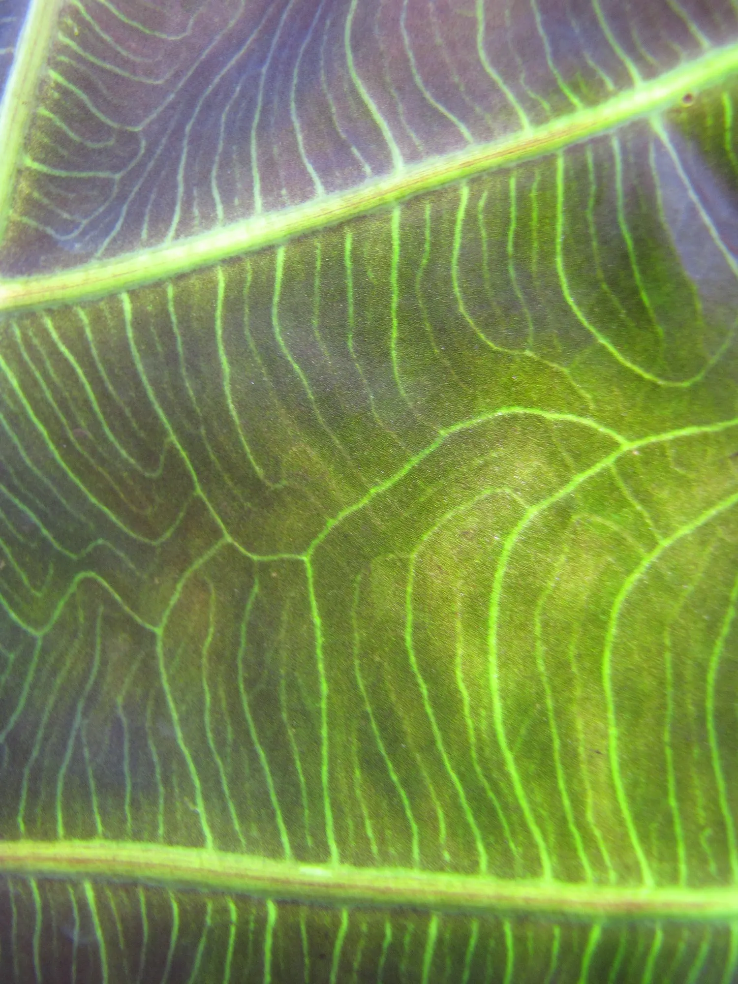 Jungle Music™ (Alocasia amazonica) — commonly referred to as Jungle Music™