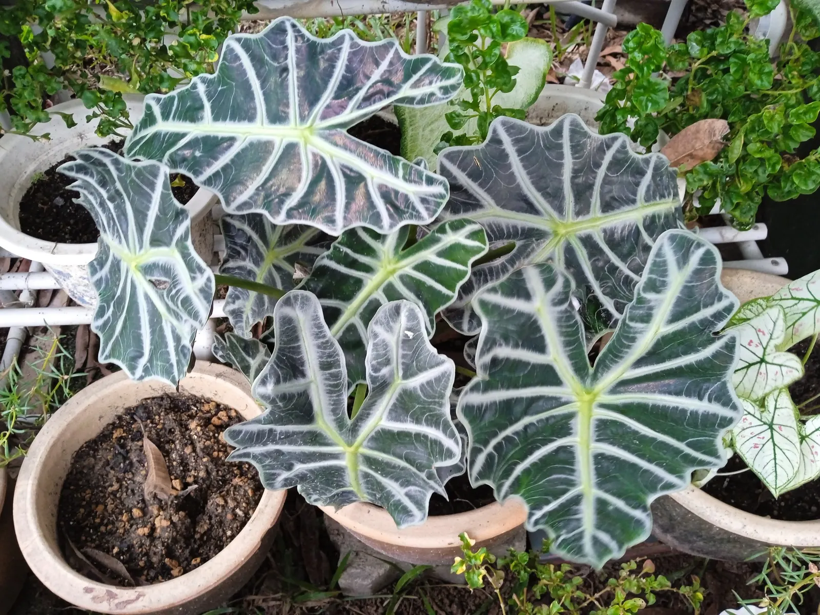 Jungle Music™ (Alocasia amazonica) — dramatic note to interiors