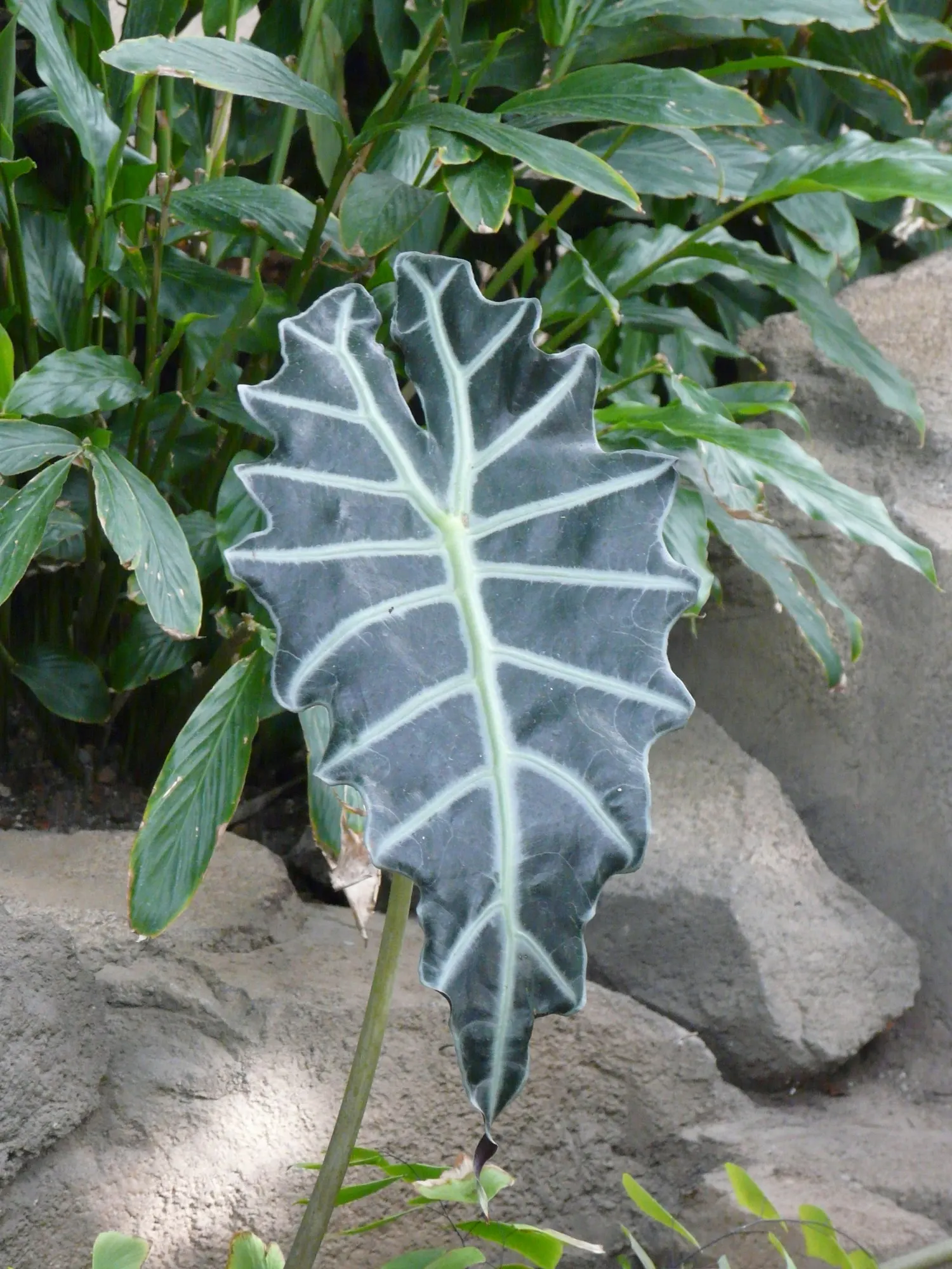 Jungle Music™ (Alocasia amazonica) — Give it bright indirect to medium light, chunky well-drained soil, steady moisture, warmth, and high humidity