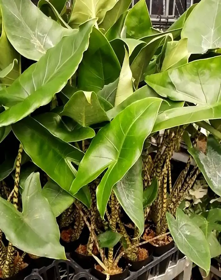 Jungle Music™ (Alocasia amazonica) — Hardy outdoors in USDA Zones 10-11
