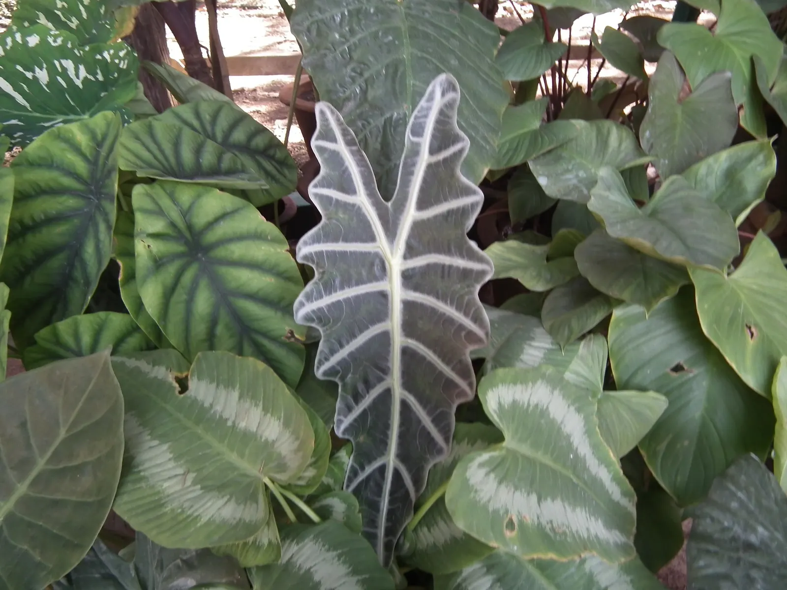 Jungle Music™ (Alocasia amazonica) — is a compact tropical houseplant with a distinctly theatrical presence